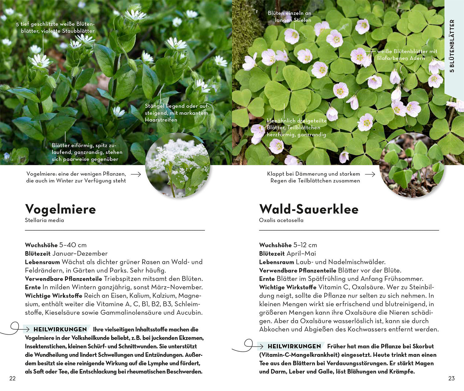 Basic Medicinal Herbs