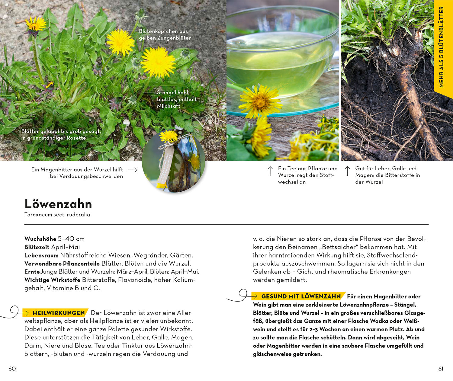 Basic Medicinal Herbs