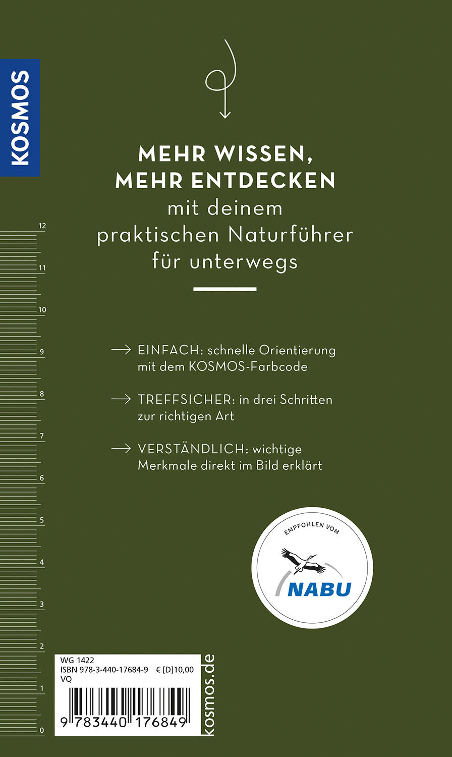 Basic forest