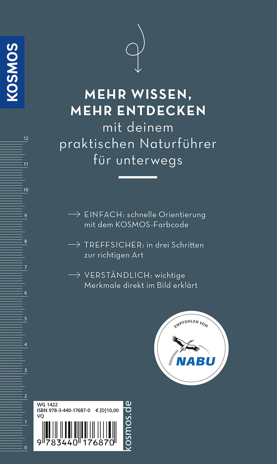 Basic Spinnen