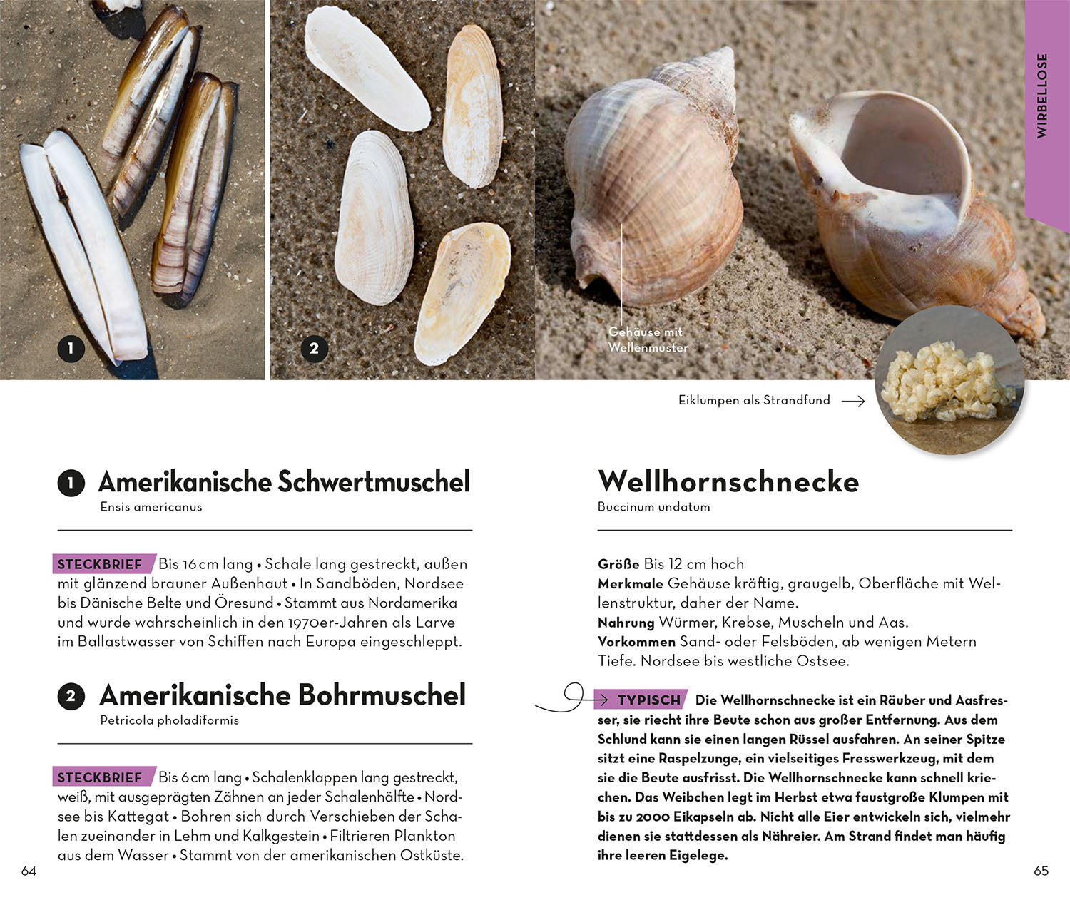 Basic Strand und Küste