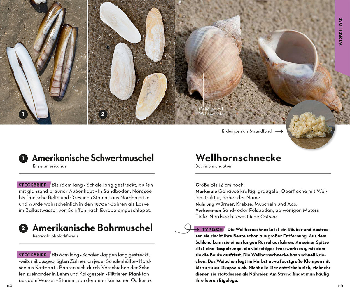 Basic Strand und Küste