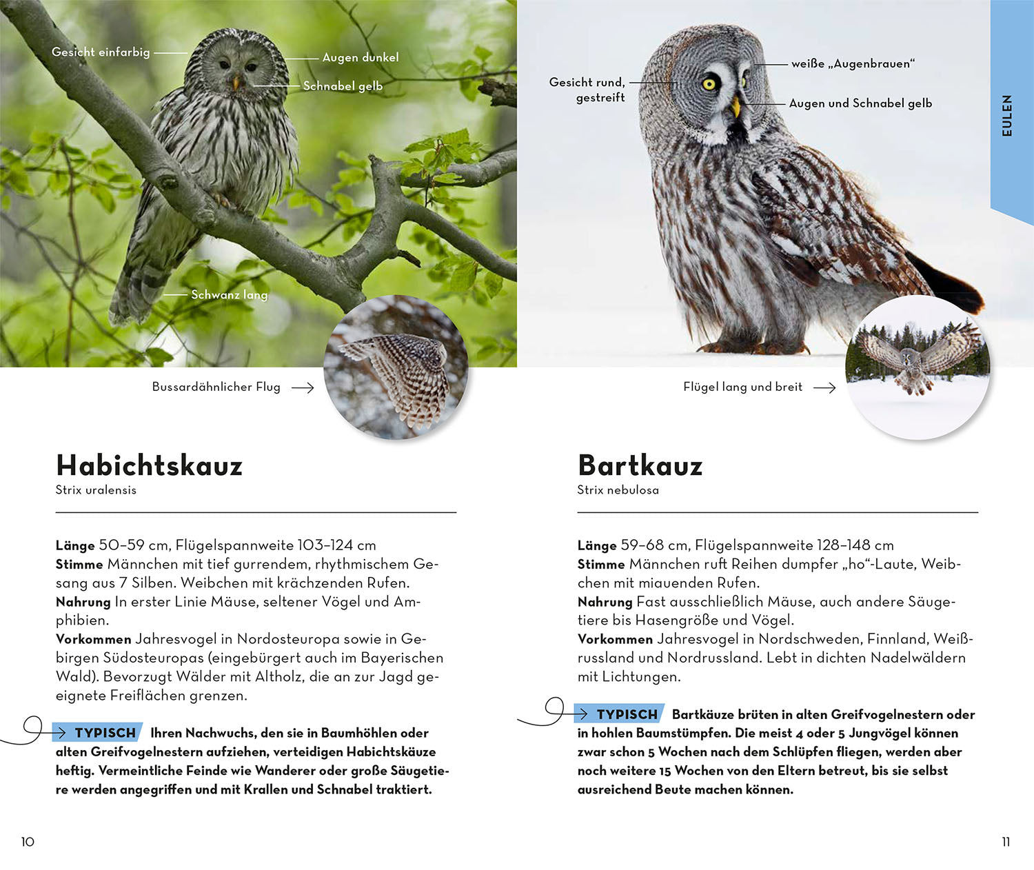 Basic Birds of Prey and Owls