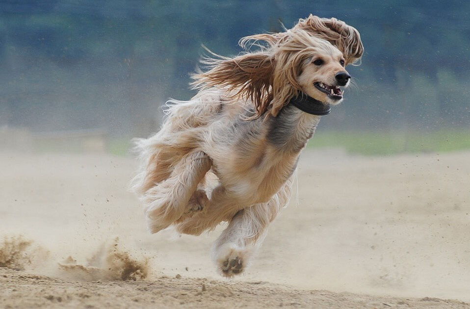 Rassehunde – Hunderassen