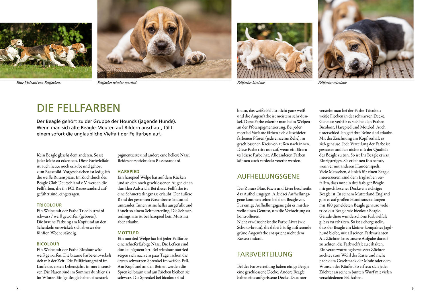 Beagle