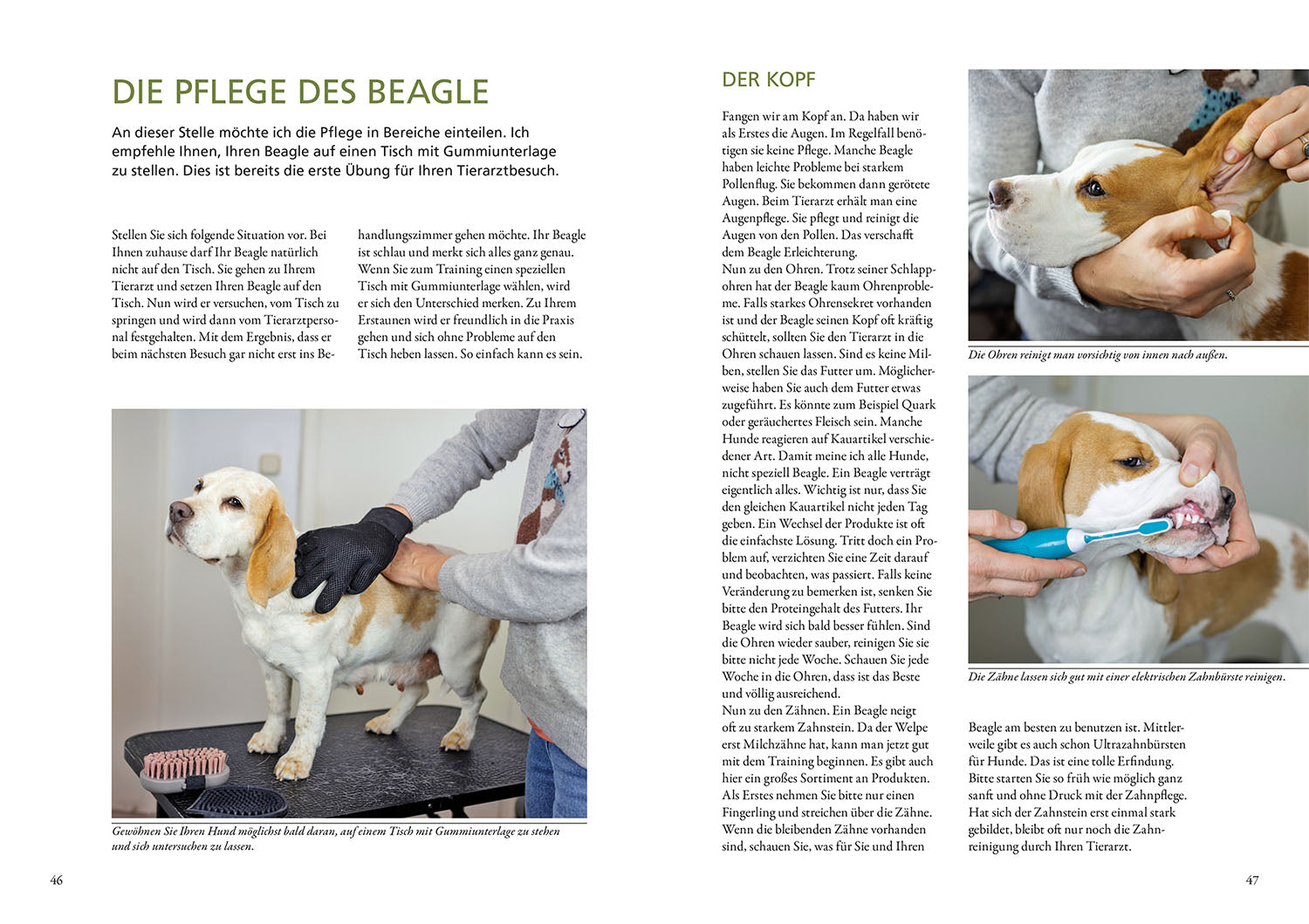 Beagle
