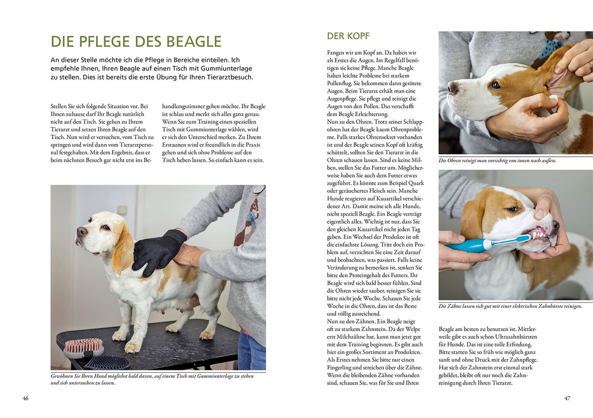 Beagle
