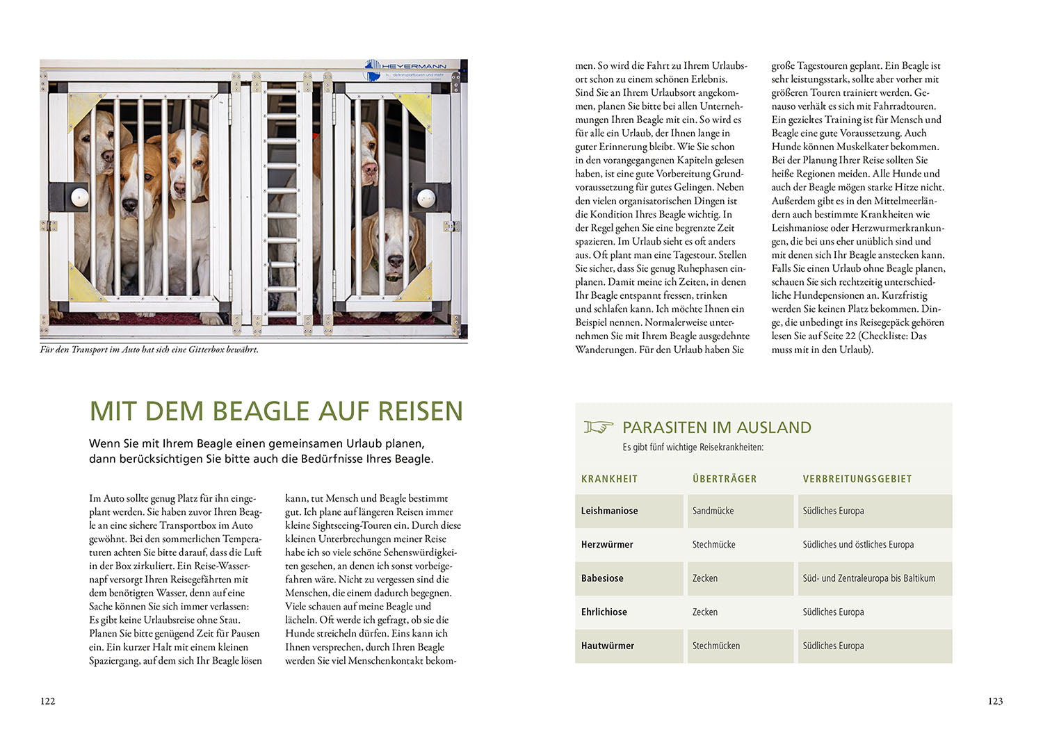 Beagle