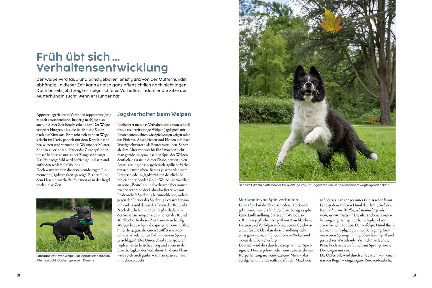 Jagdverhalten bei Hunden