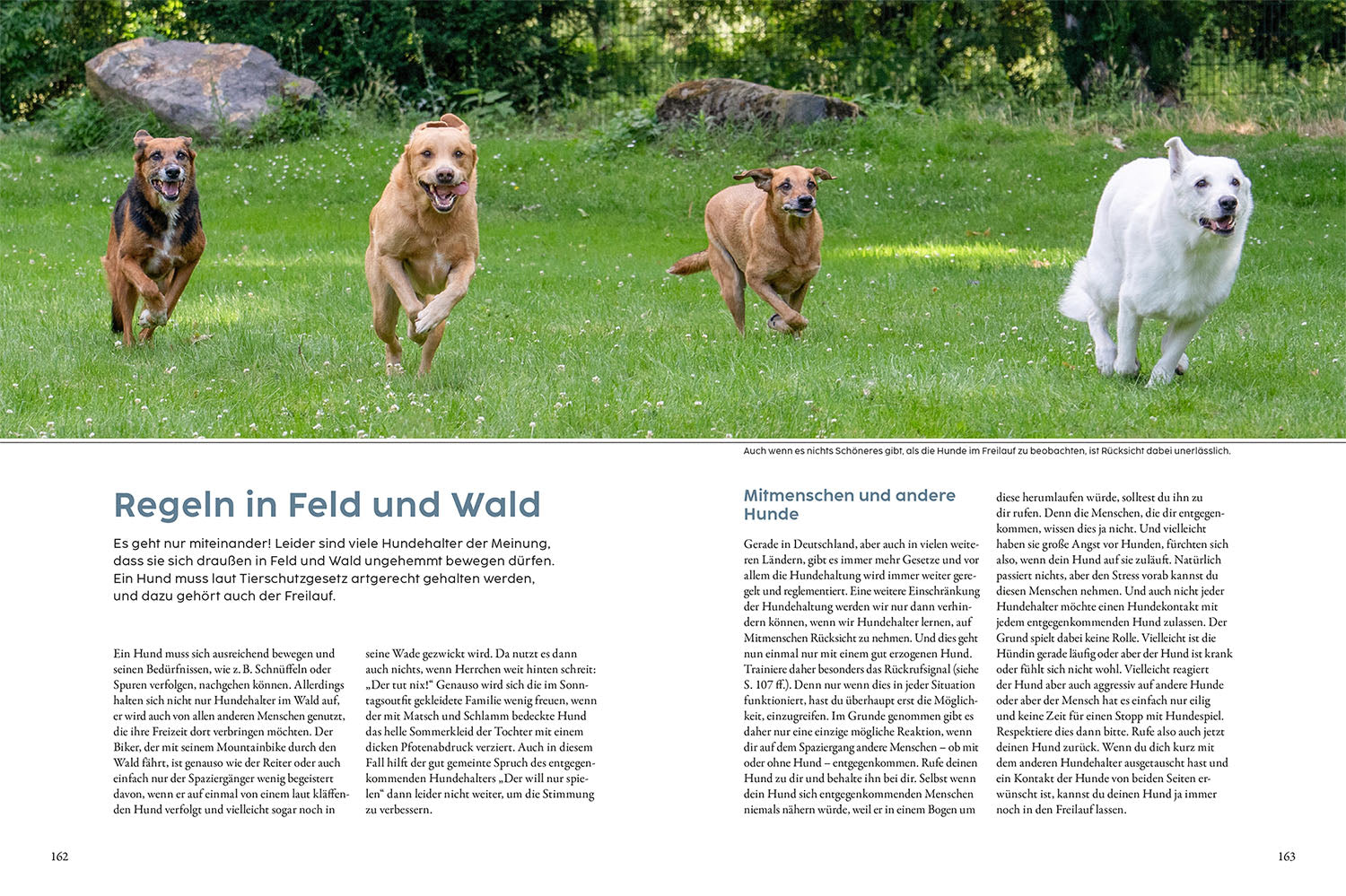 Jagdverhalten bei Hunden