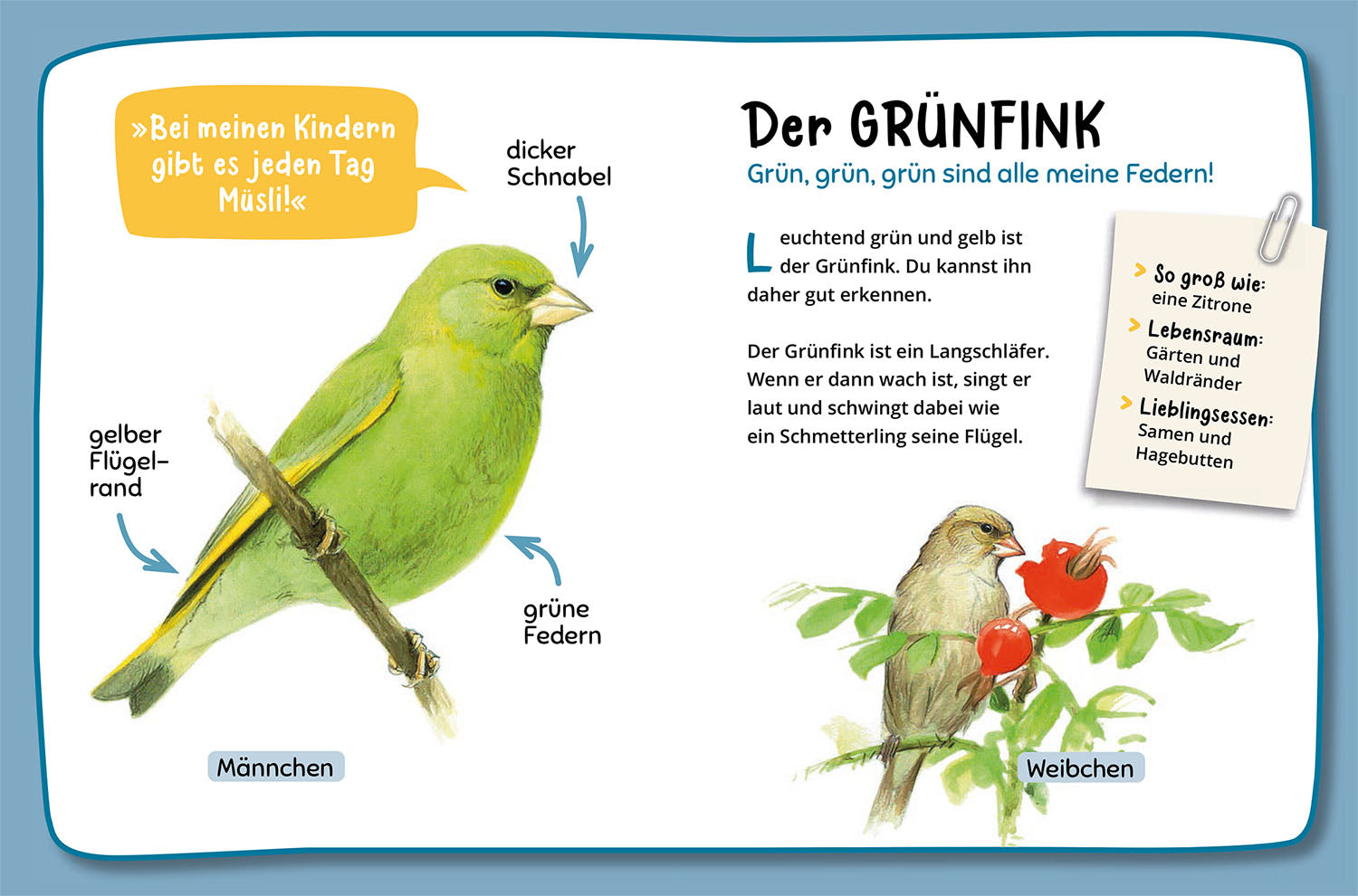 Mein erster Naturführer, Was fliegt denn da?