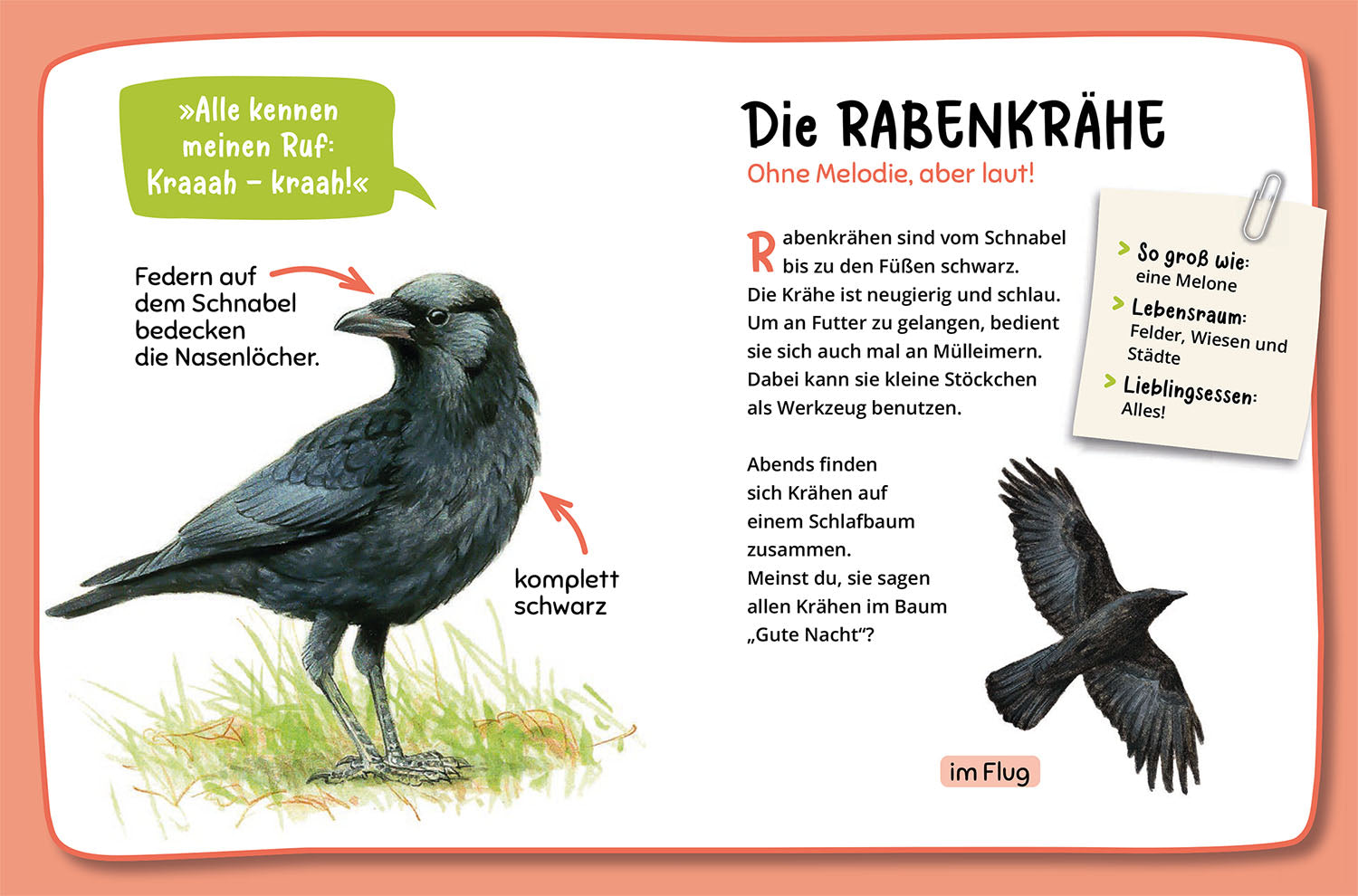 Mein erster Naturführer, Was fliegt denn da?