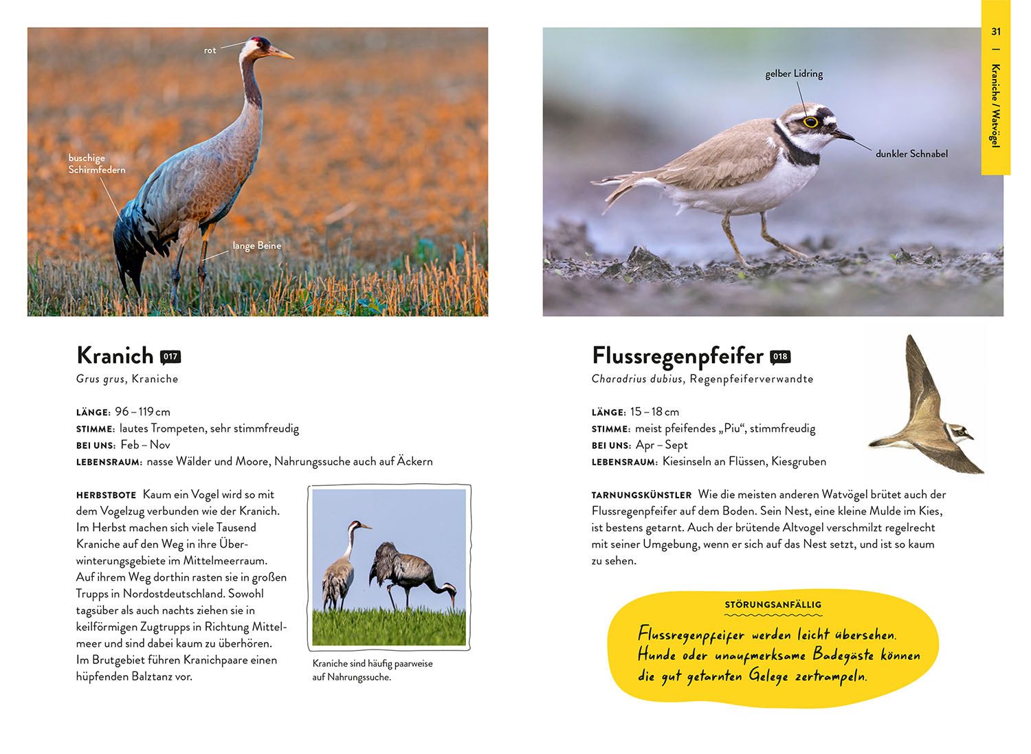 Nature Guide Birds