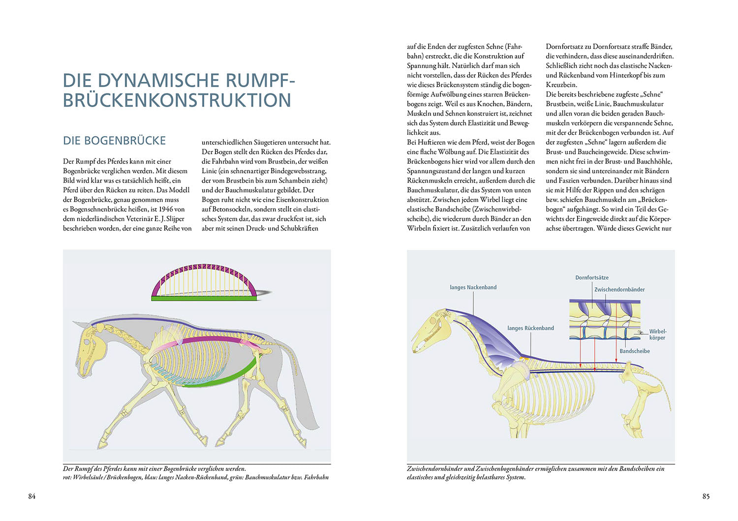 Osteopathy for Horses
