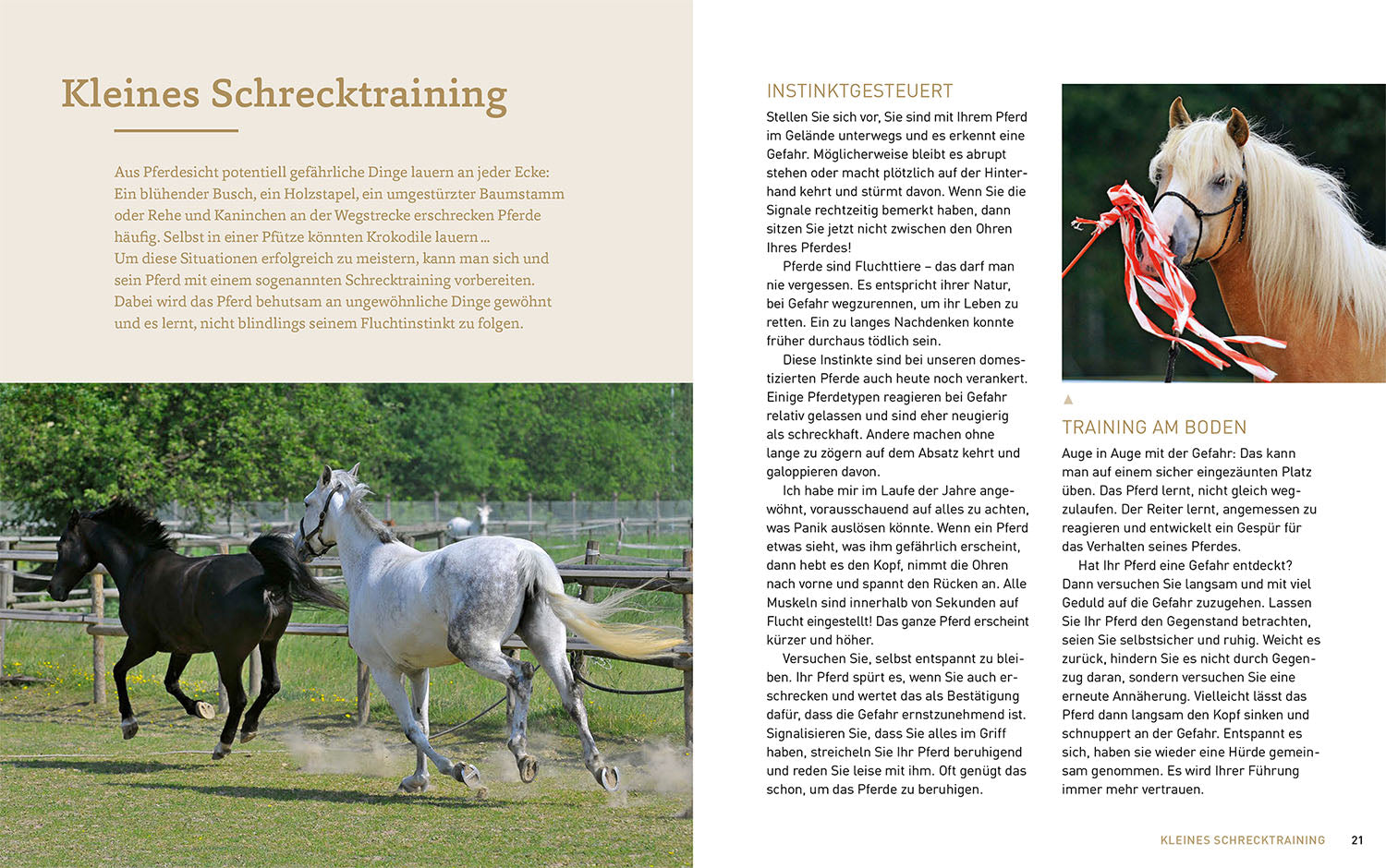 Groundwork with Horses