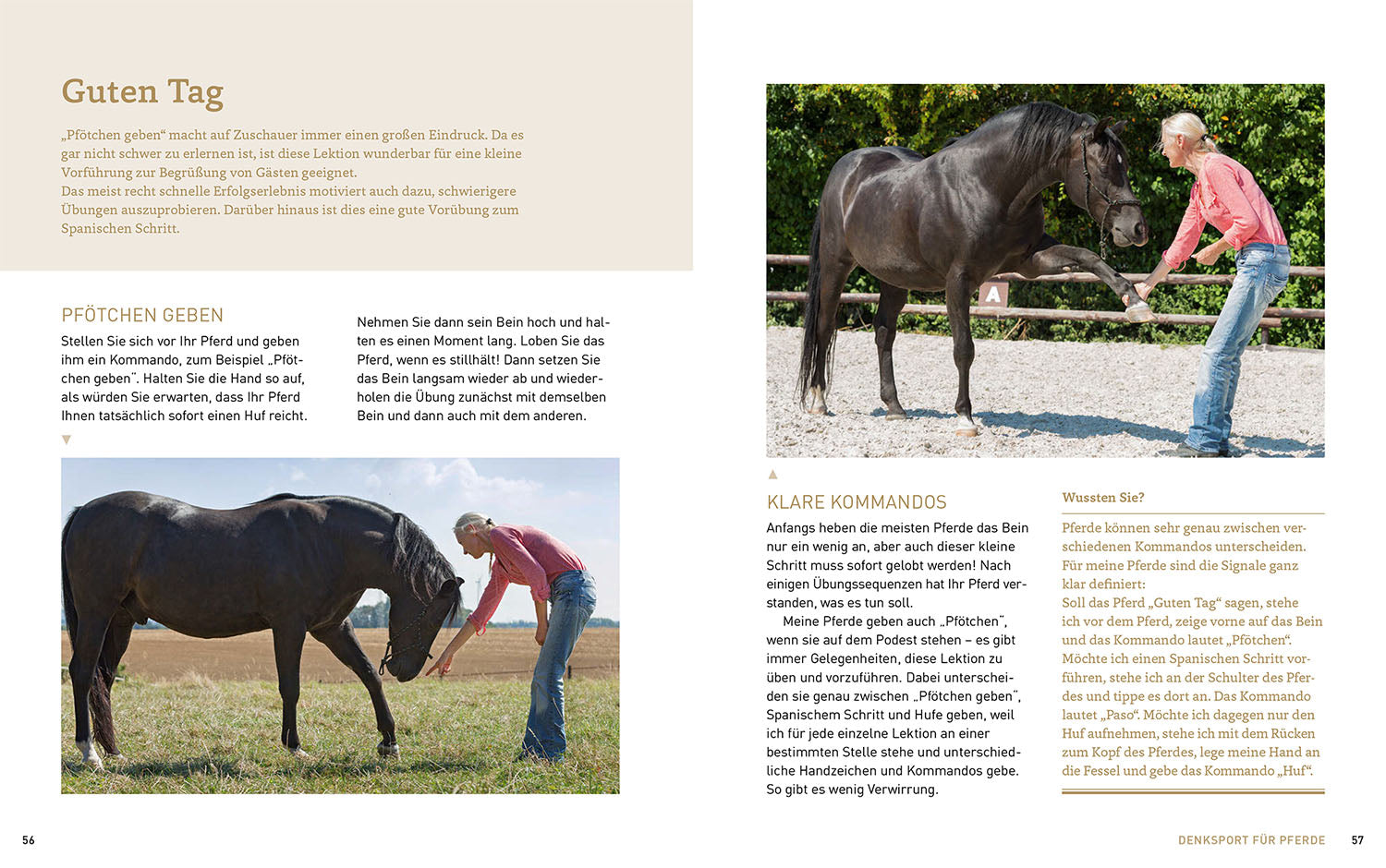Groundwork with Horses