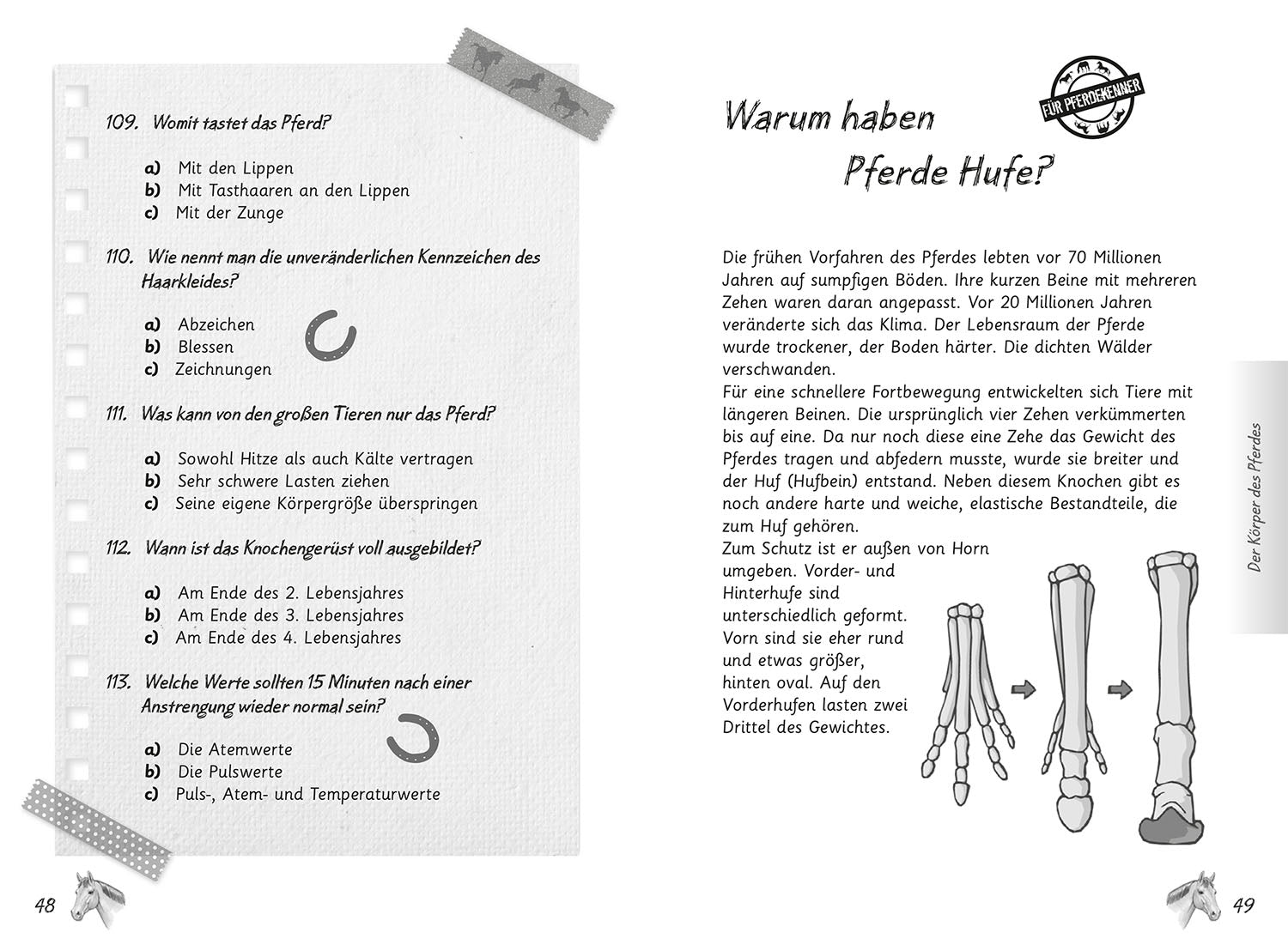 Mein Pferdequiz