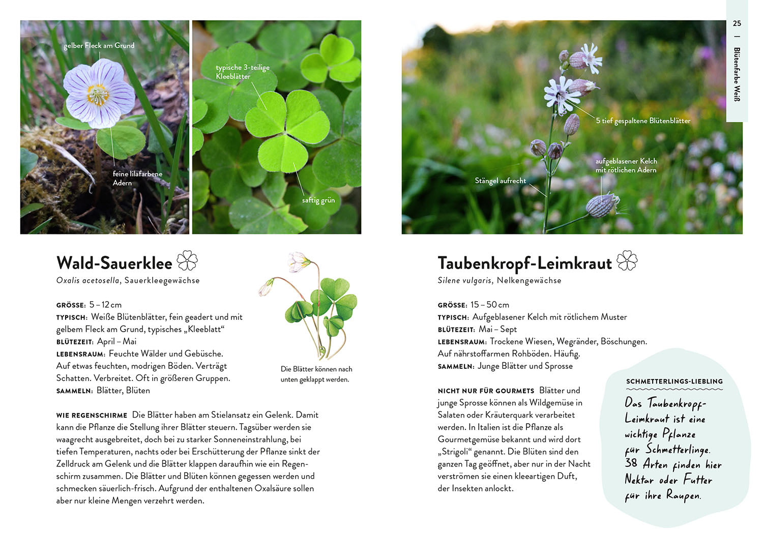 Nature Guide Wildpflanzen