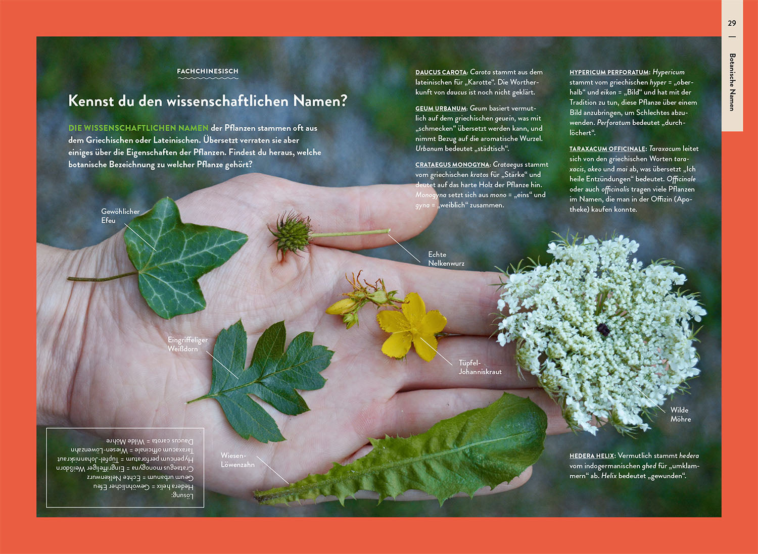 Nature Guide Wildpflanzen