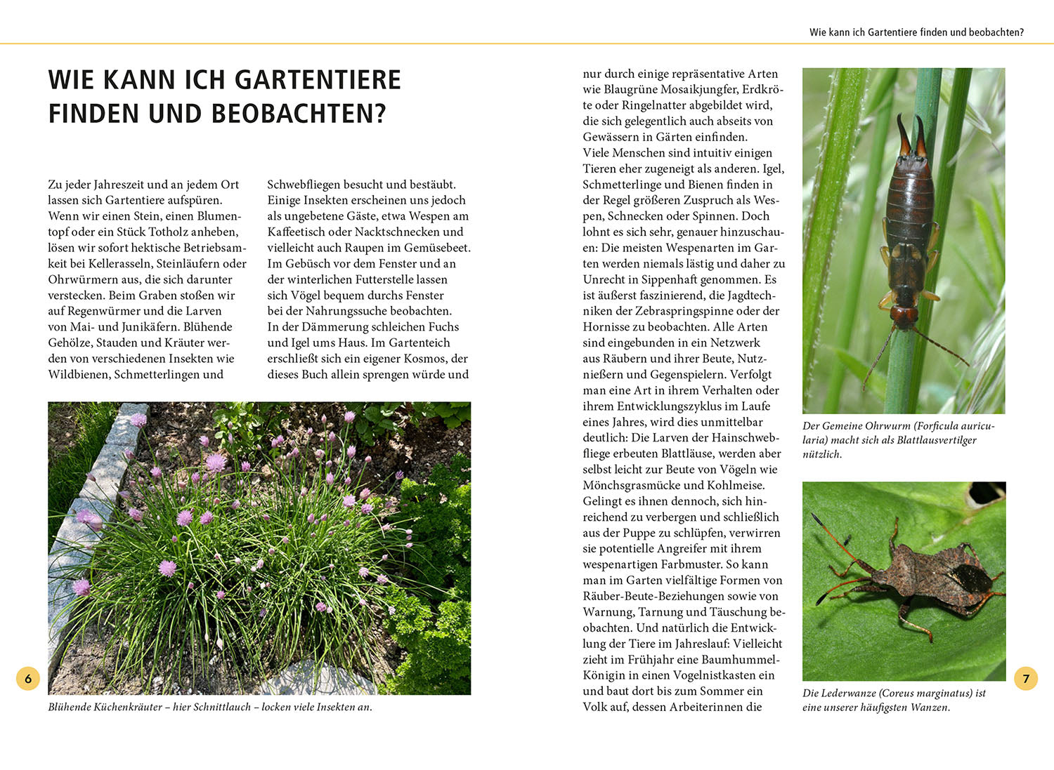 Gartentiere lebensgroß