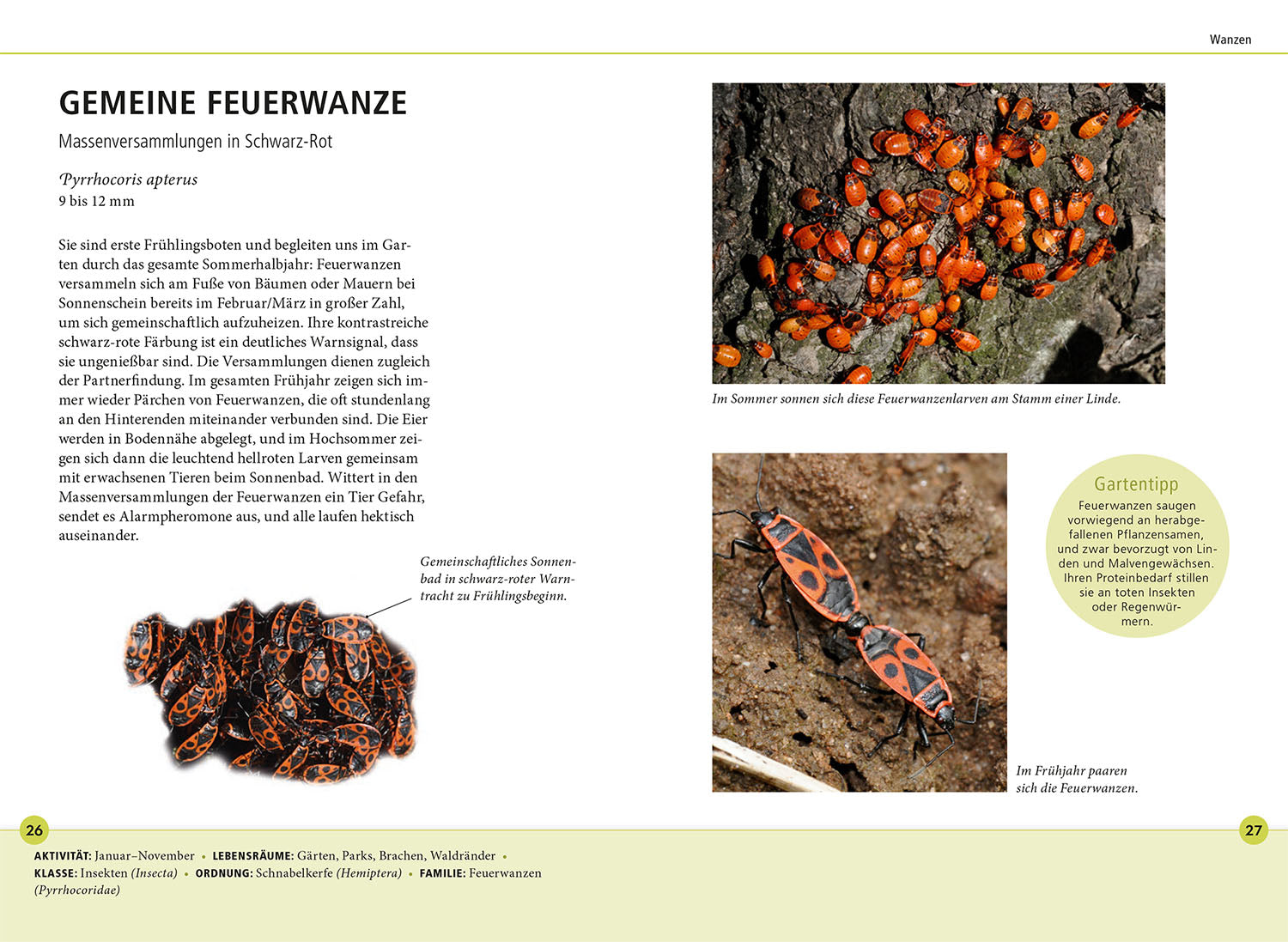 Gartentiere lebensgroß