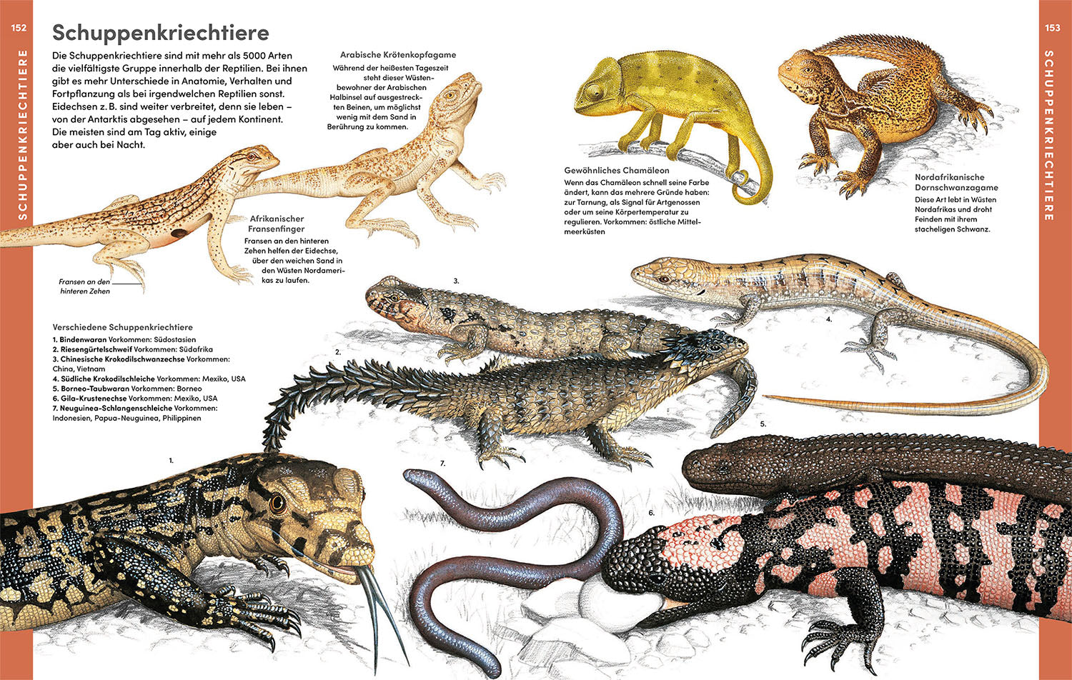 The Great Kosmos Animal Atlas
