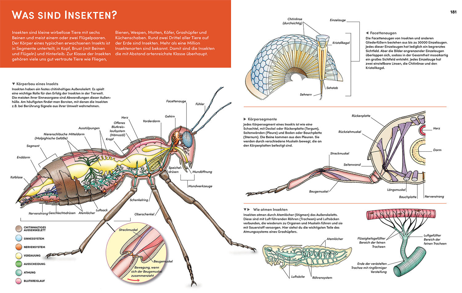The Great Kosmos Animal Atlas