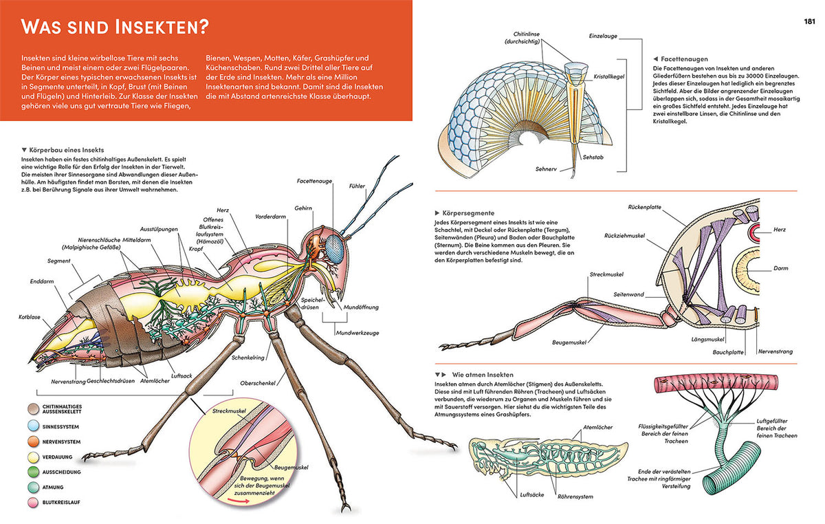 Der große Kosmos Tieratlas
