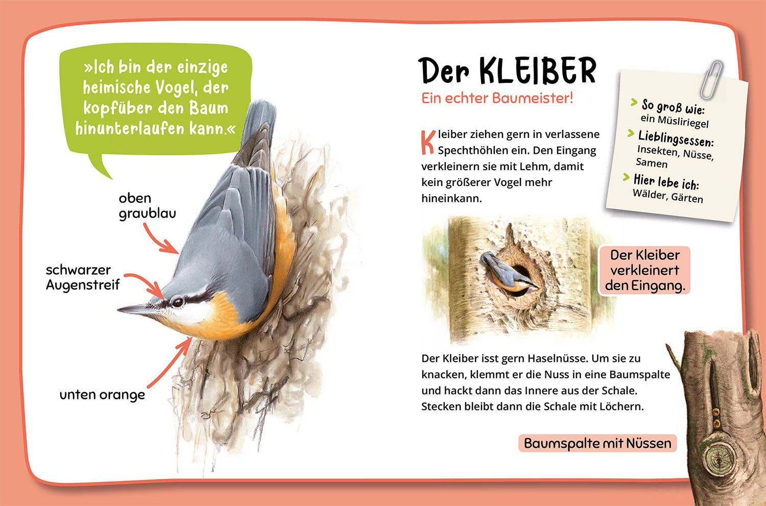 Mein erster Naturführer, Welche Tierspur ist das?