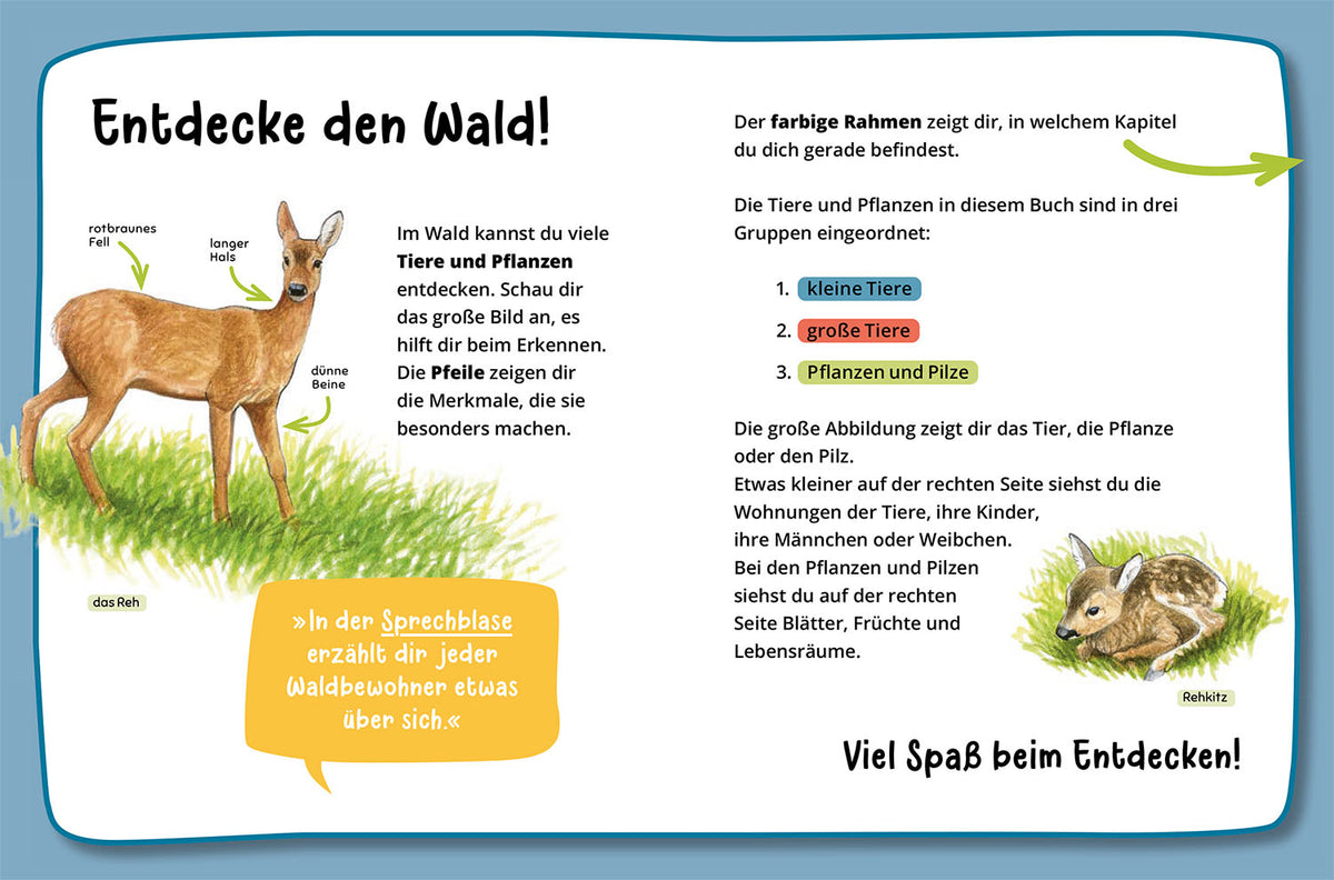 Mein erster Naturführer, Was lebt im Wald?