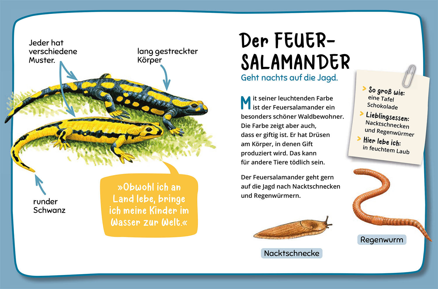 Mein erster Naturführer, Was lebt im Wald?