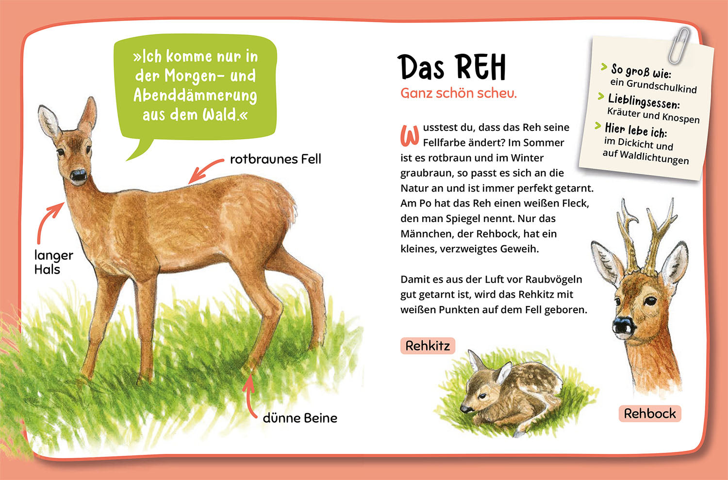 Mein erster Naturführer, Was lebt im Wald?