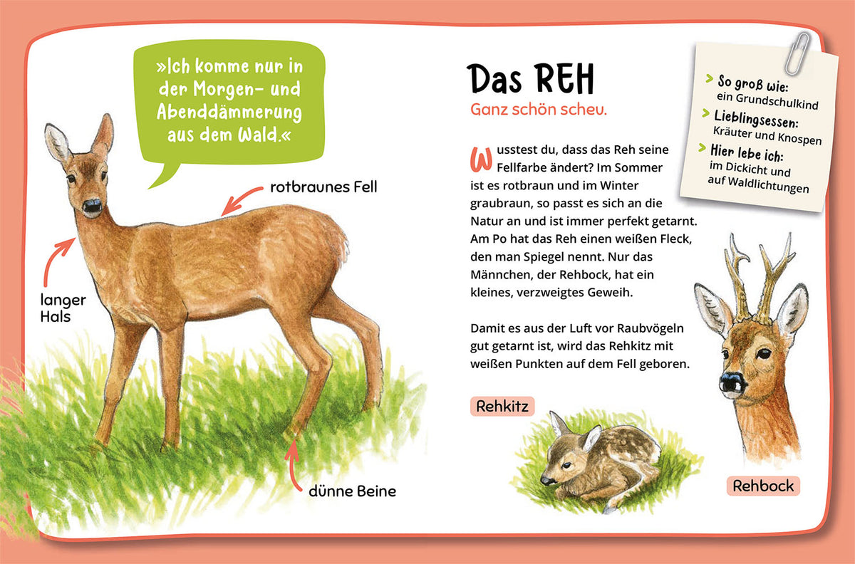 Mein erster Naturführer, Was lebt im Wald?