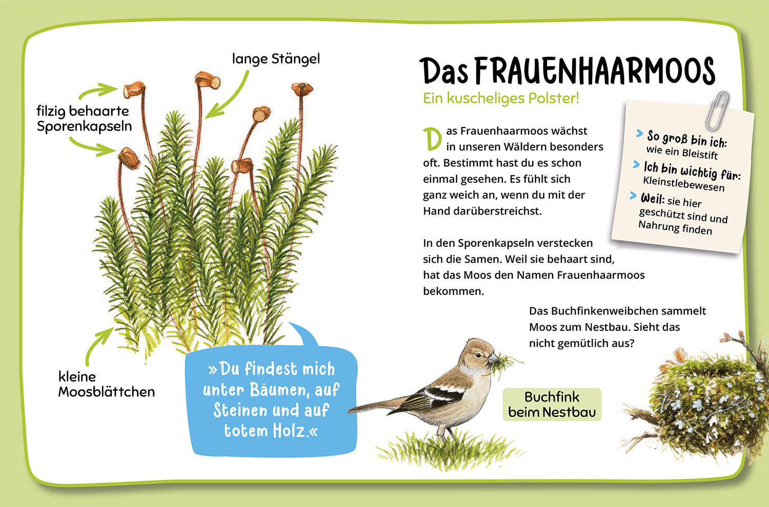 Mein erster Naturführer, Was lebt im Wald?