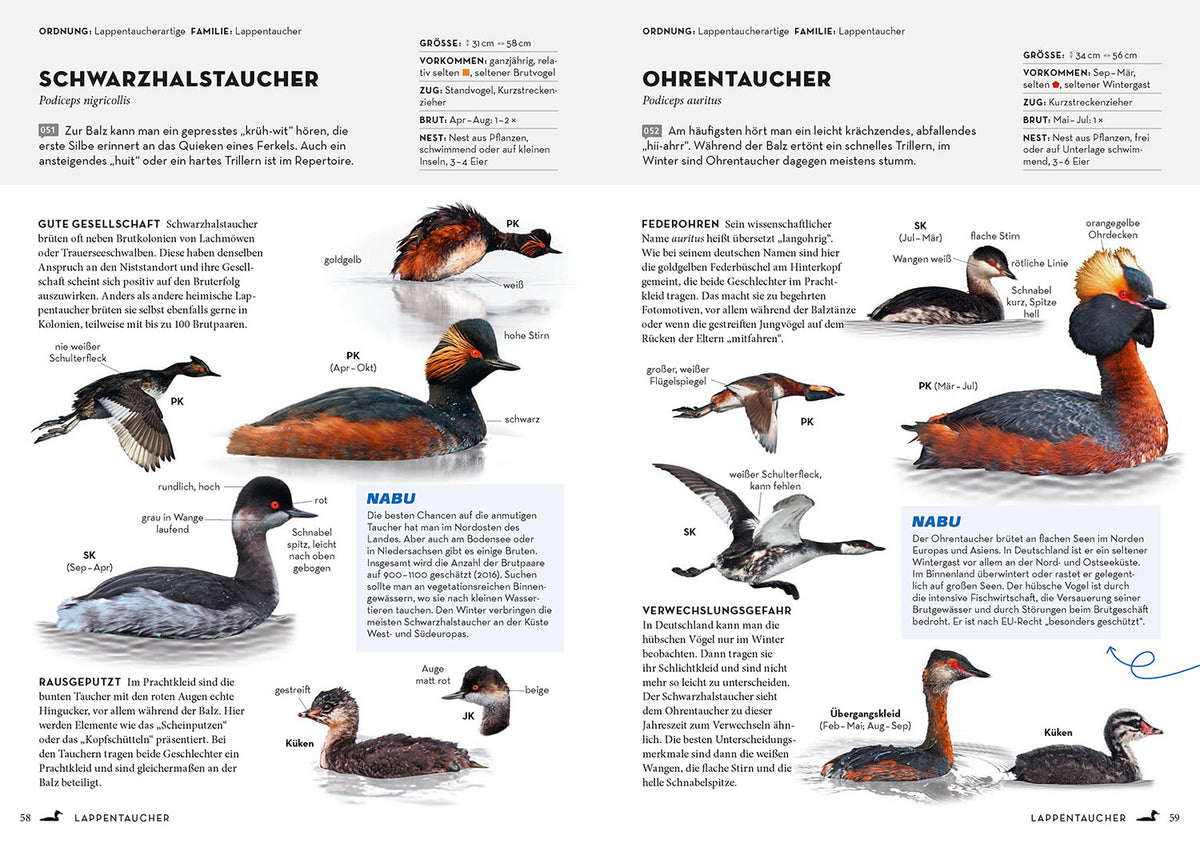 Das NABU-Vogelbuch