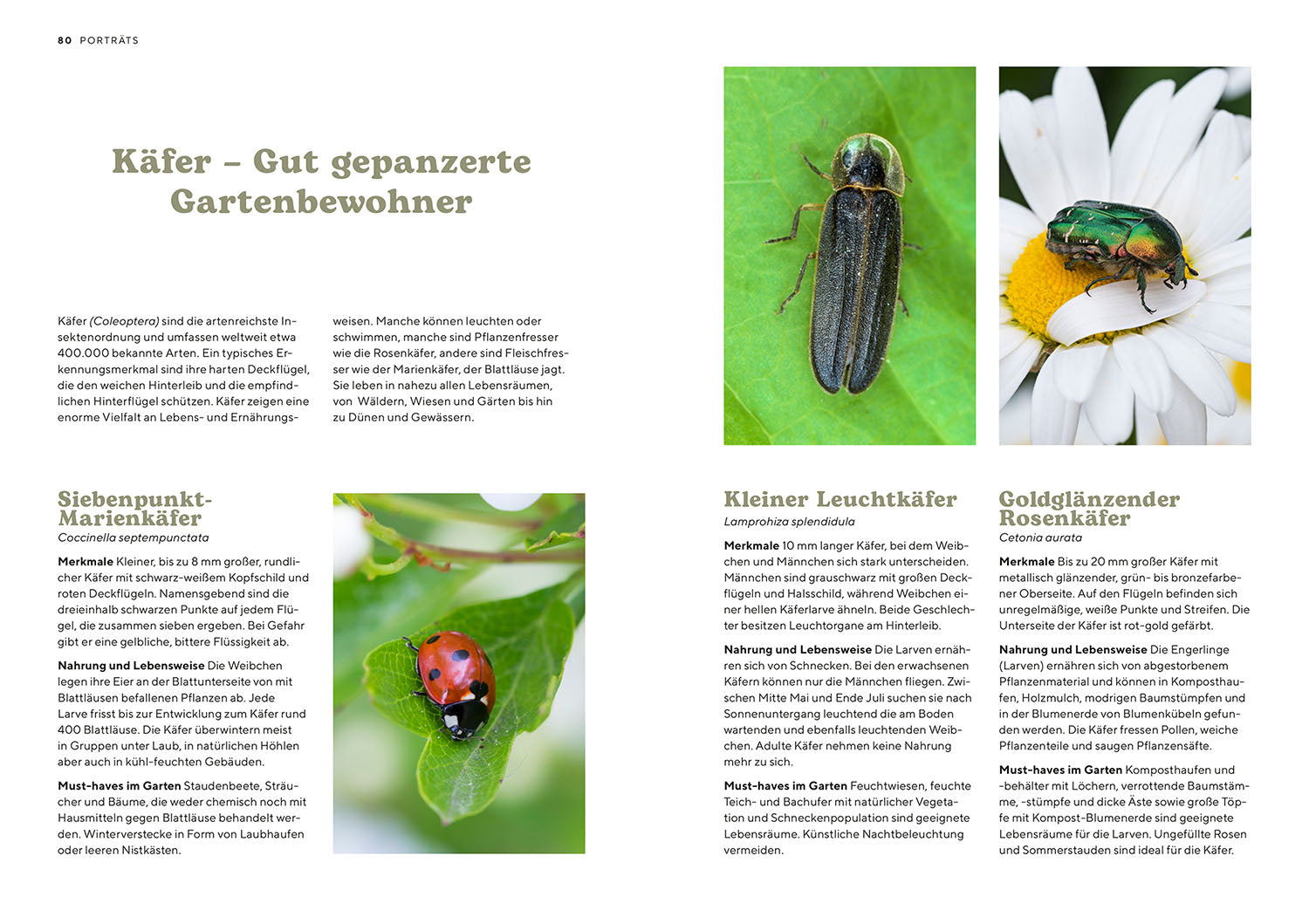 Mein Insektenparadies