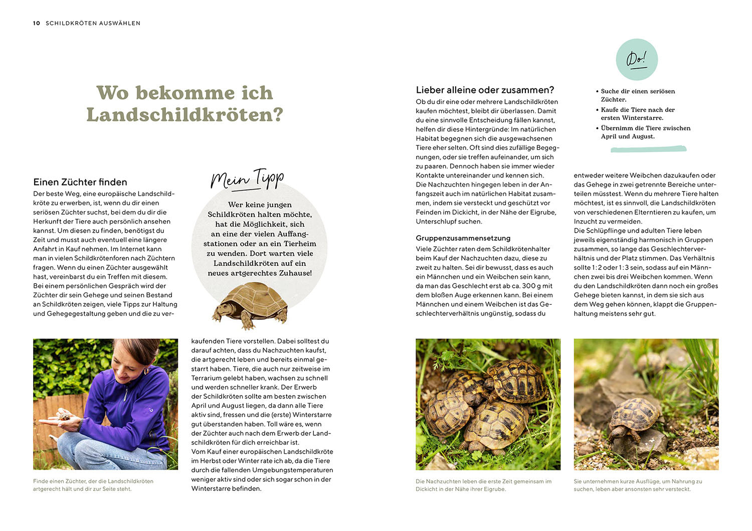 Landschildkröten