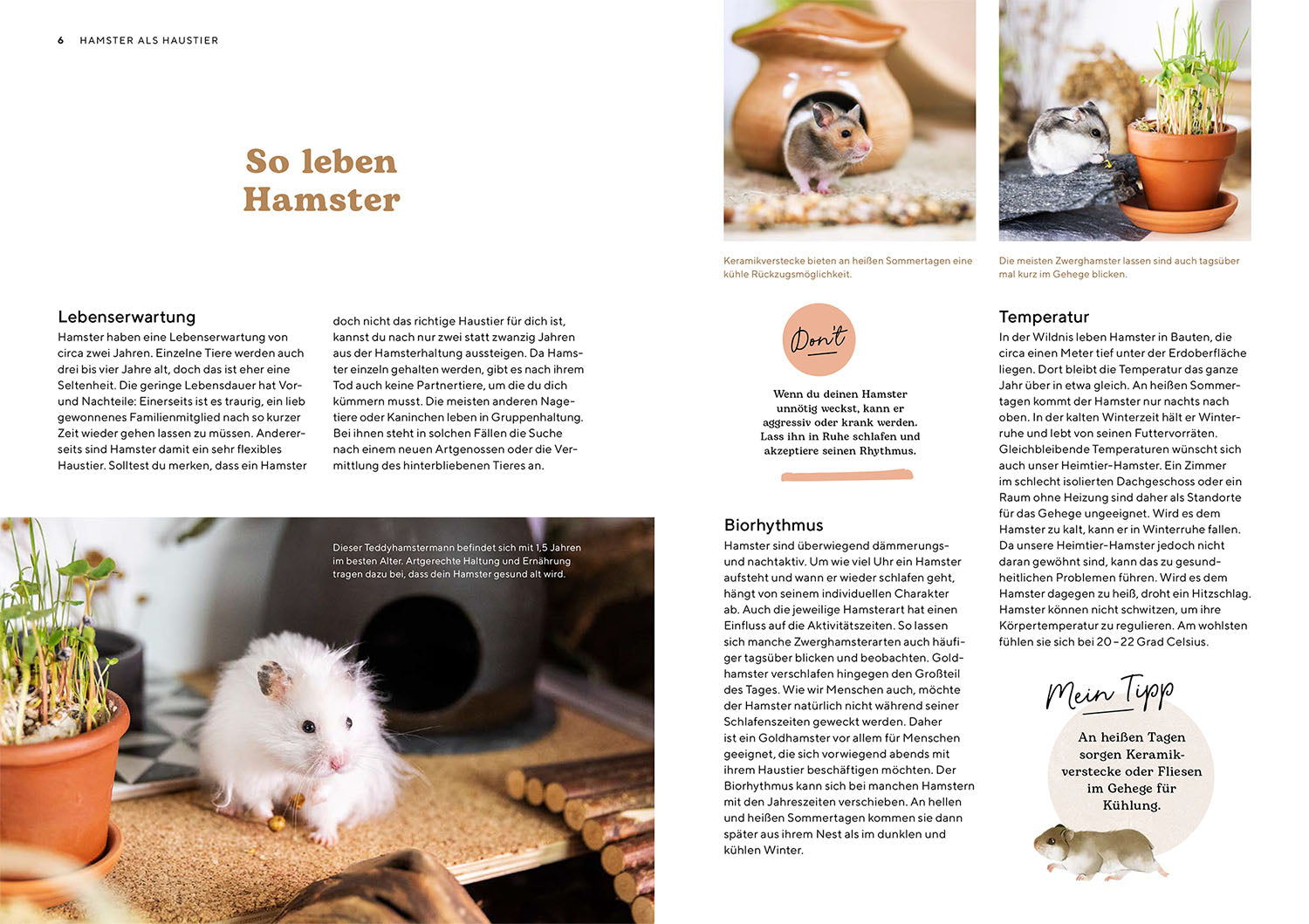 Hamster
