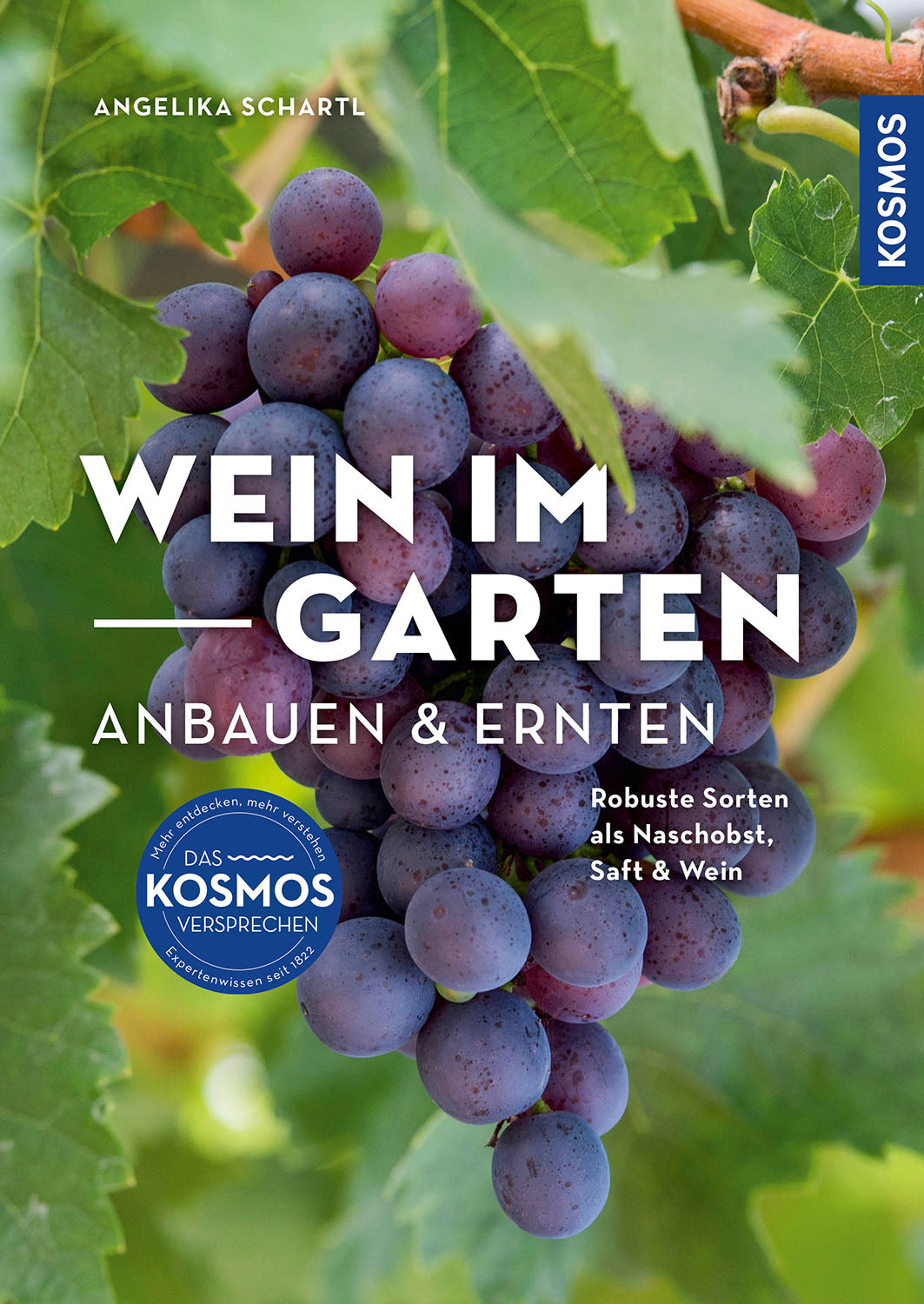 Growing & harvesting grapes in the garden