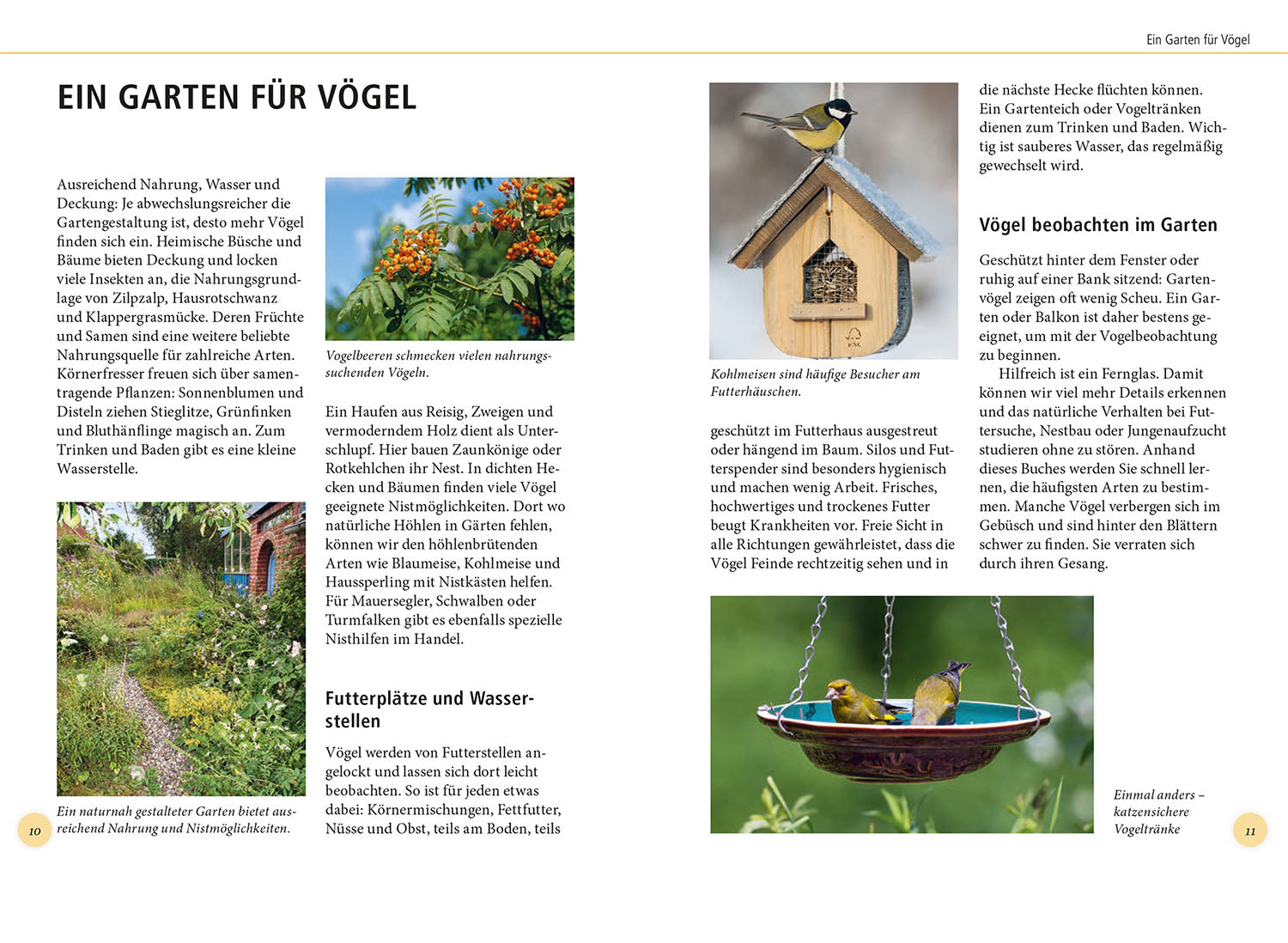 Gartenvögel lebensgroß