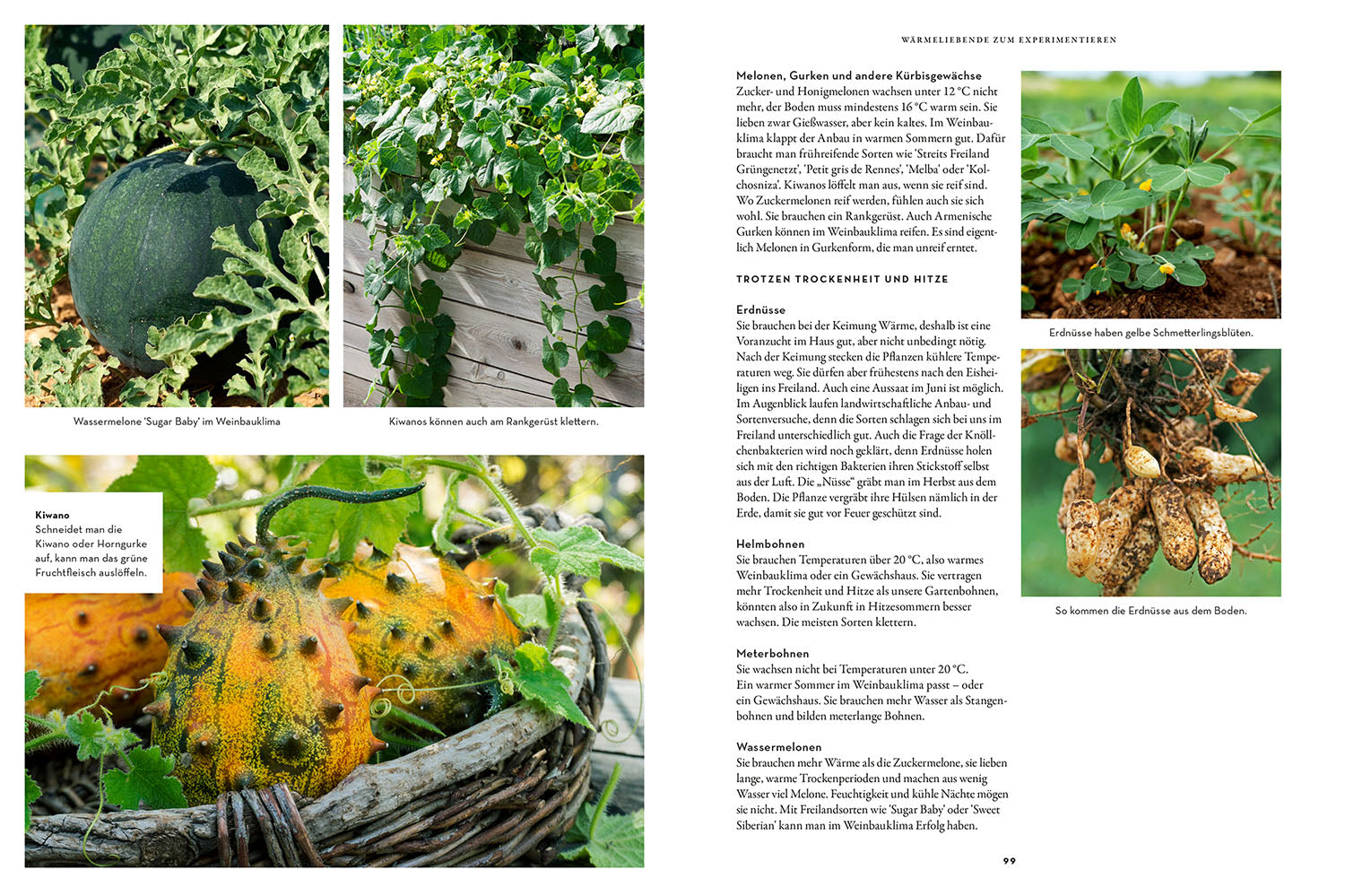 Drought Heroes in the Vegetable Patch