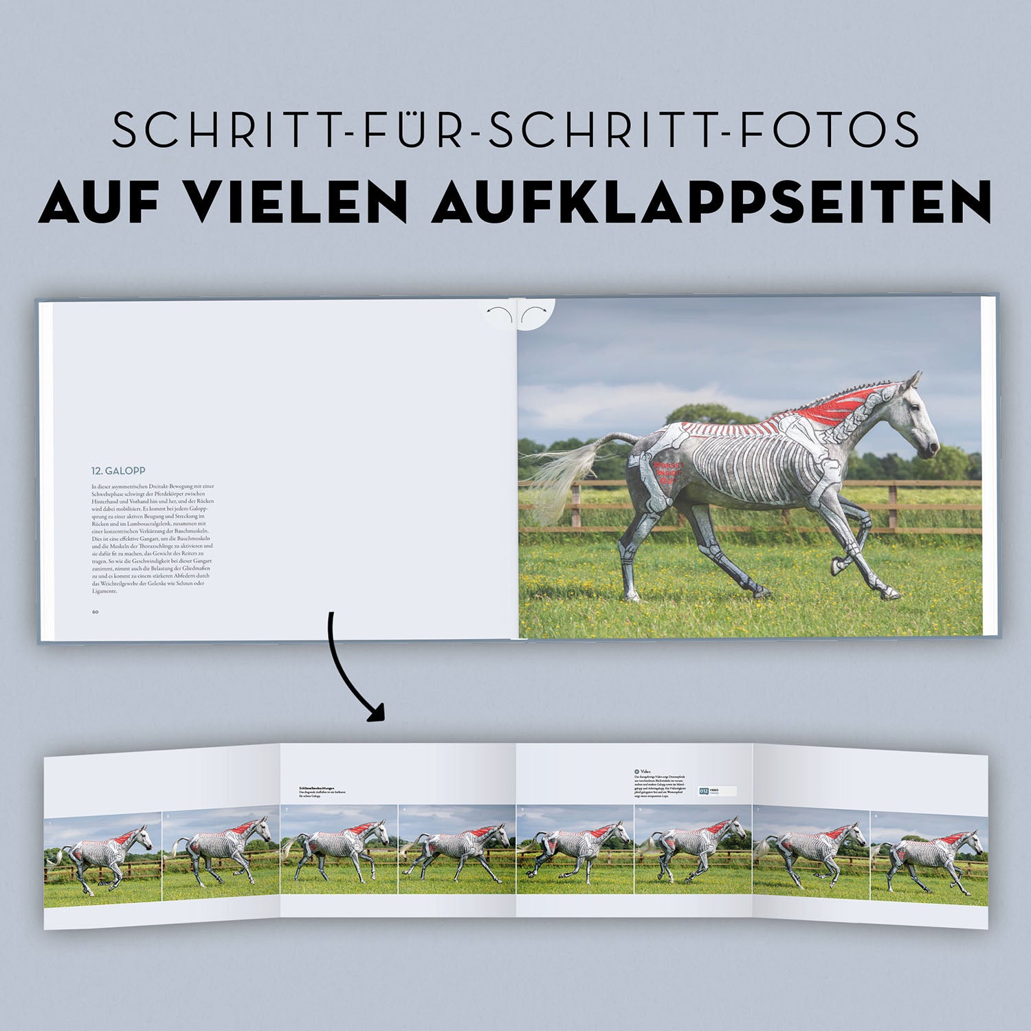 Anatomie in Bewegung