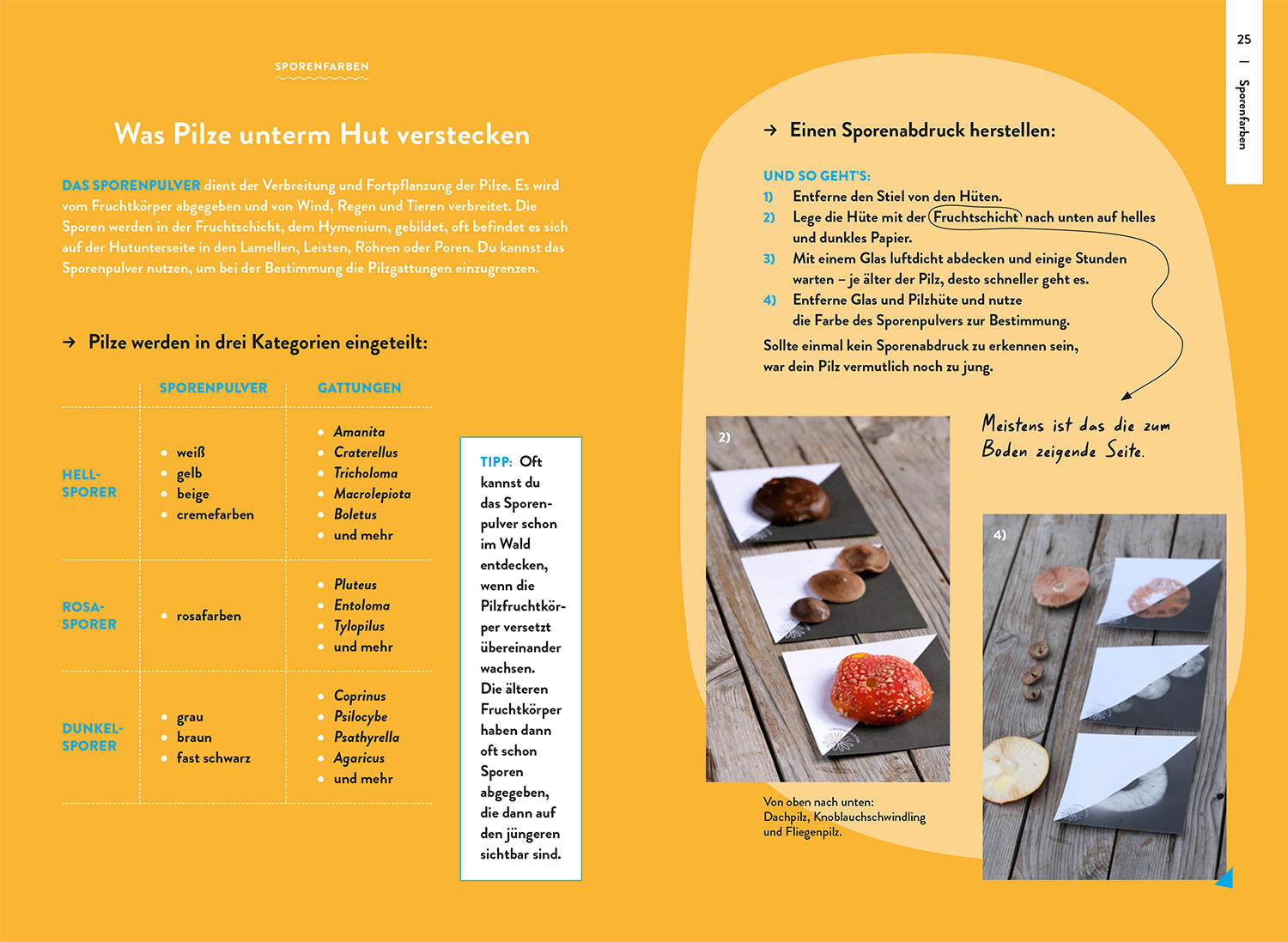 Nature Guide Mushrooms