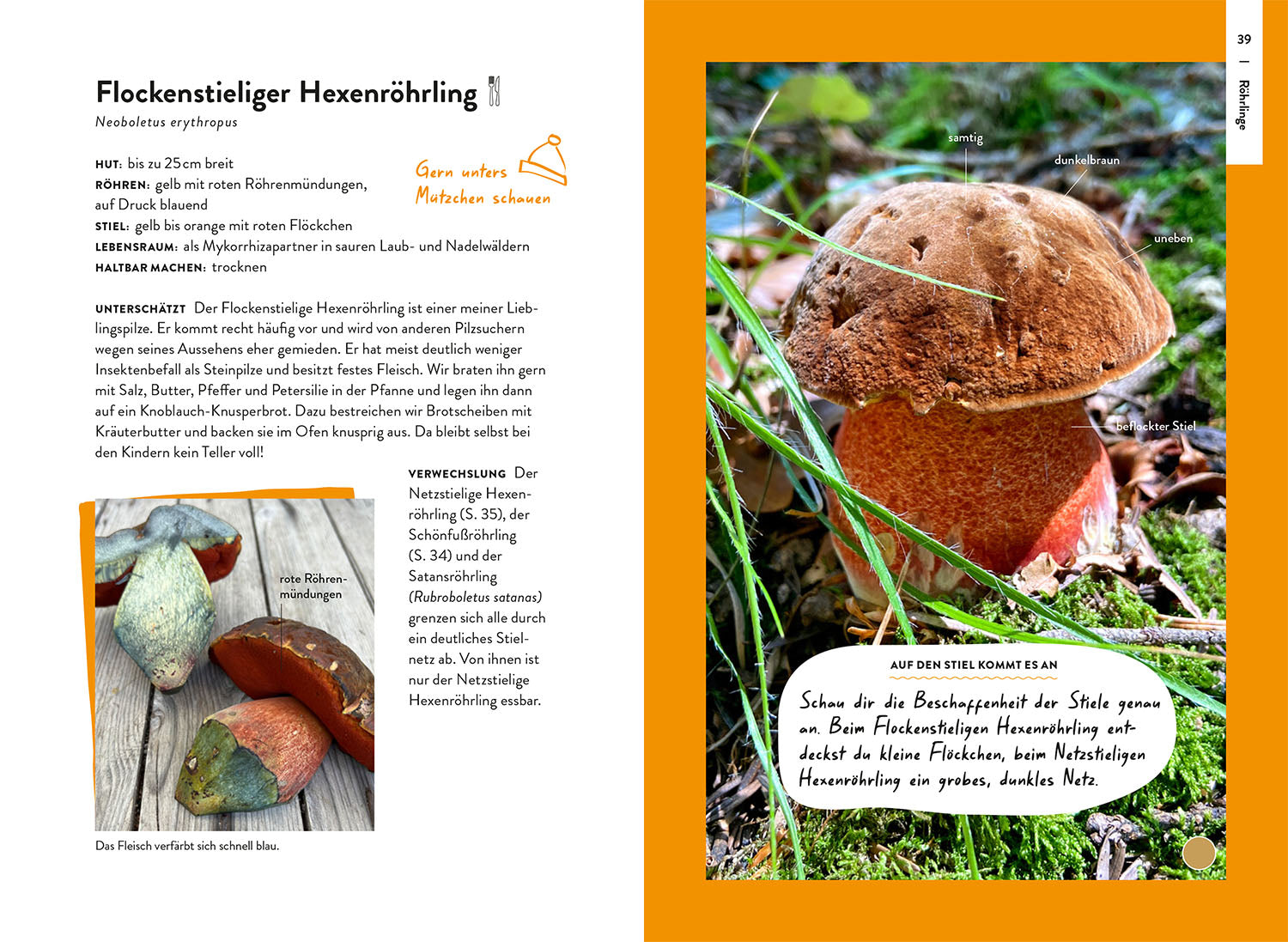 Nature Guide Mushrooms