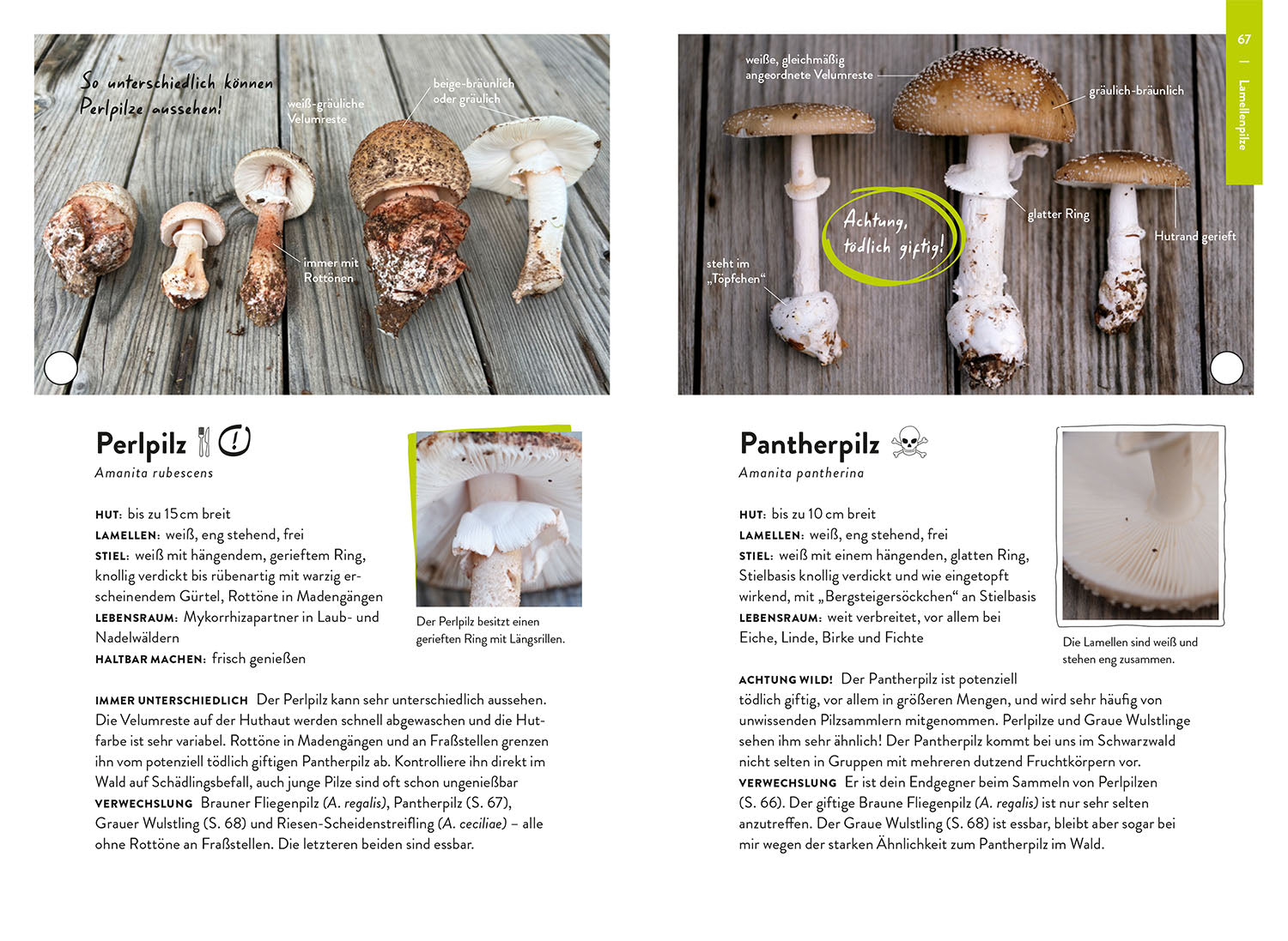 Nature Guide Mushrooms