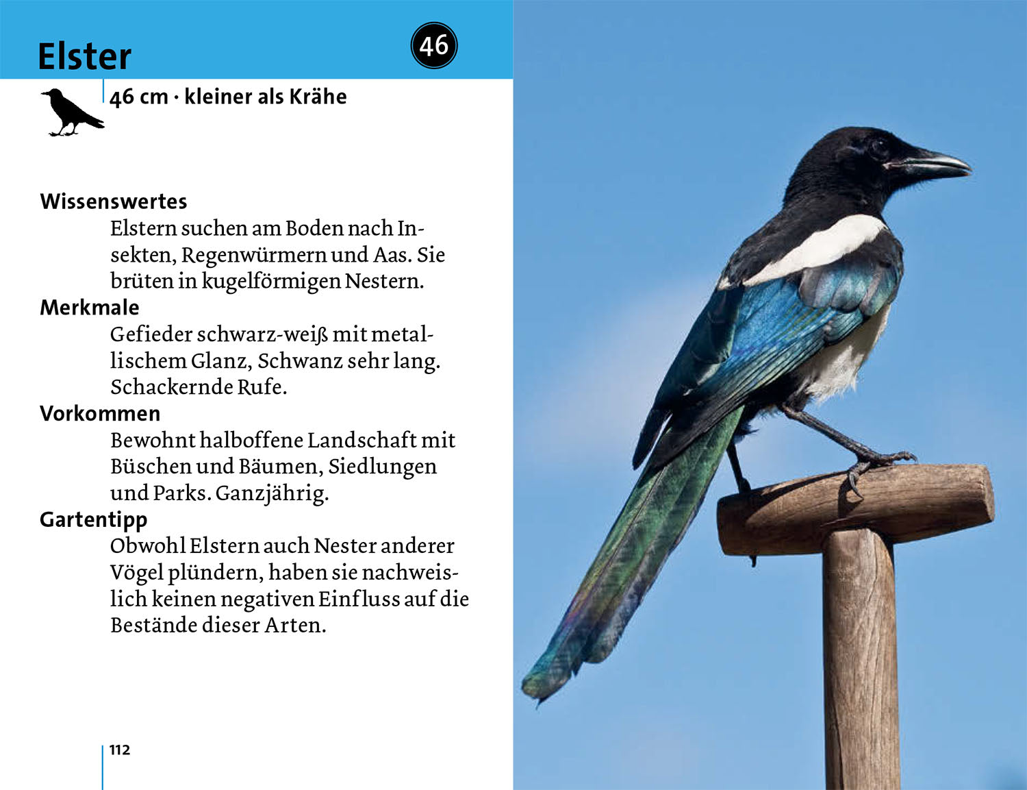 Alle Vögel sind schon da