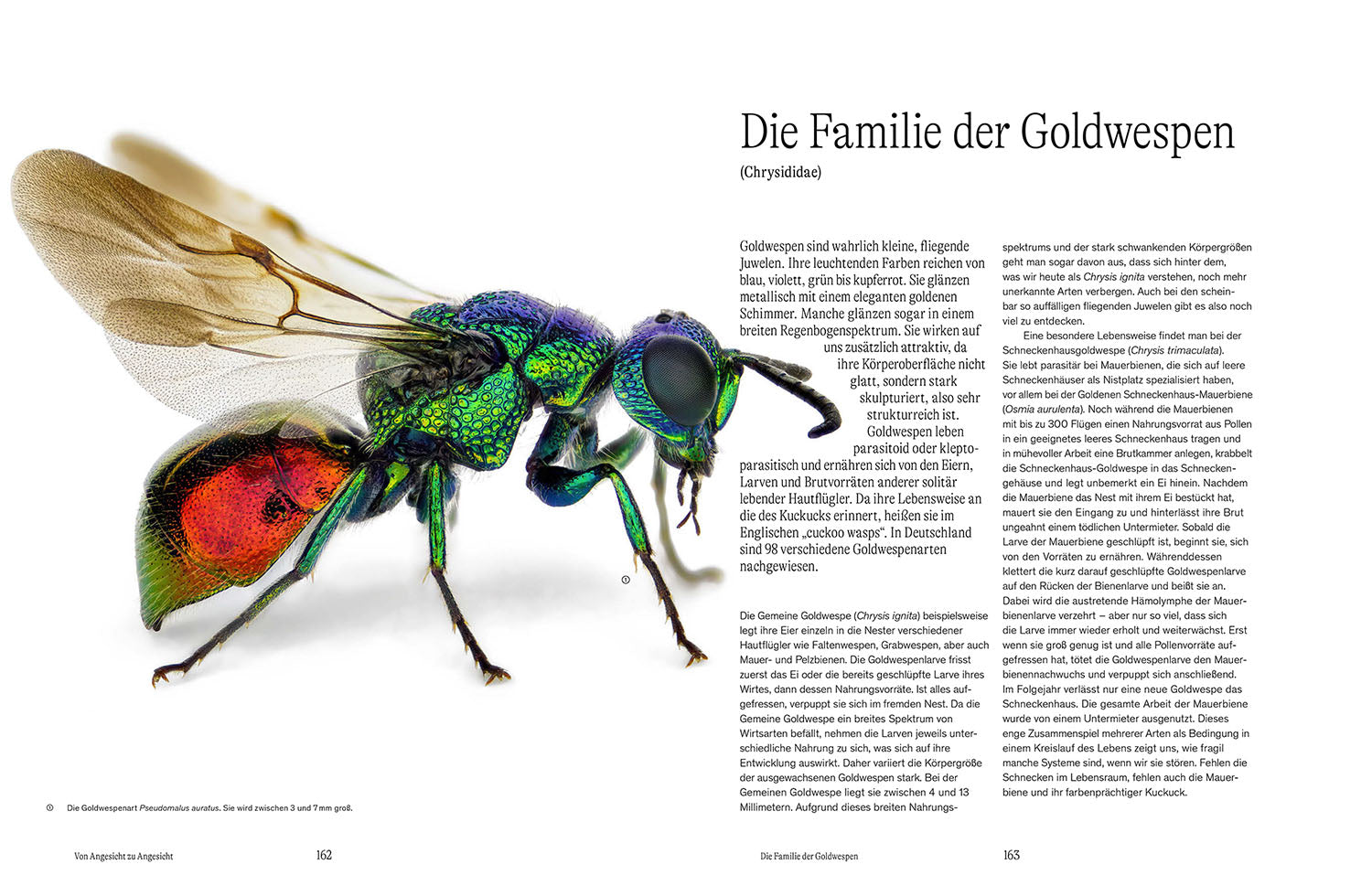 Von Angesicht zu Angesicht