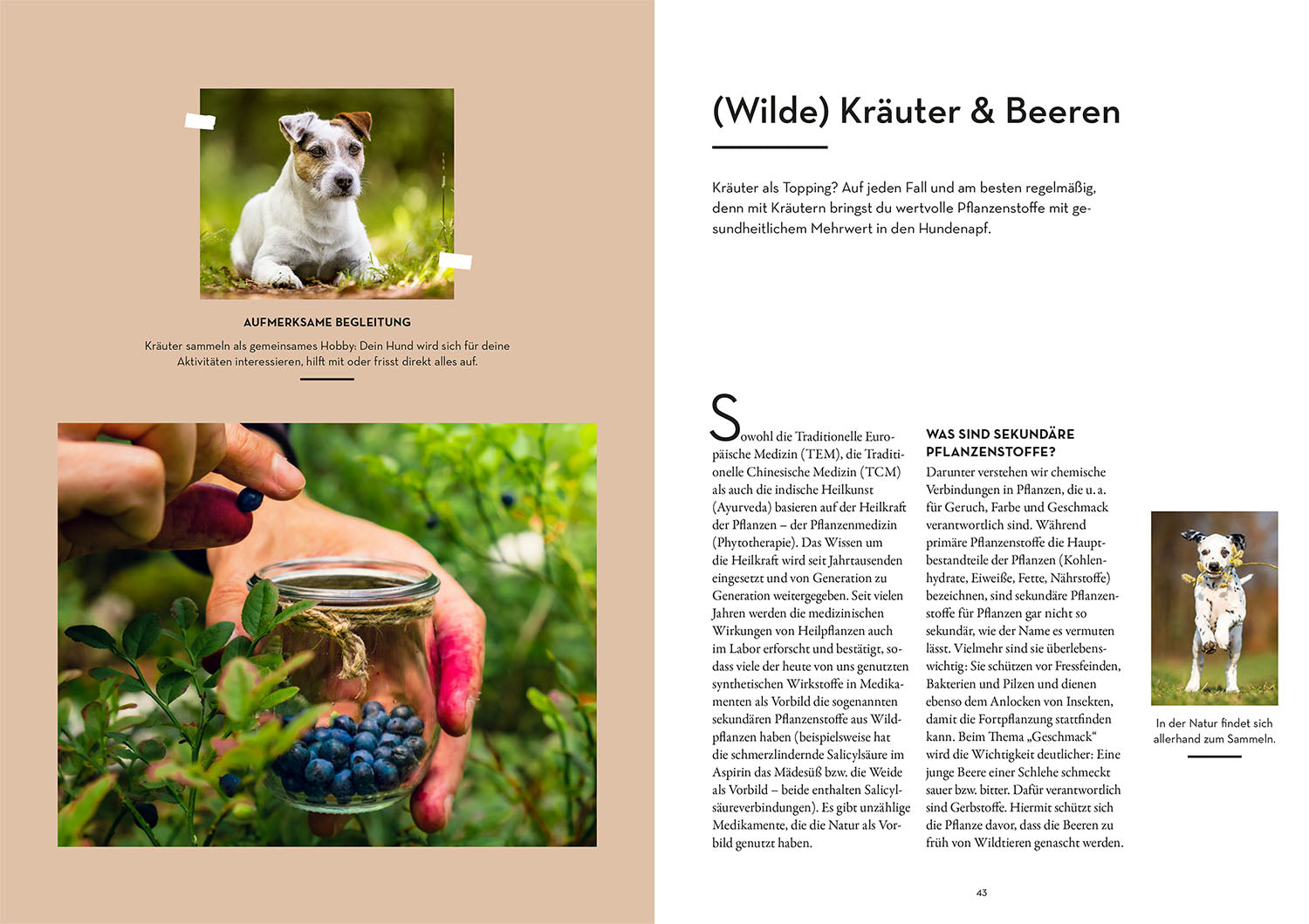 Bowl Ideas - Food Supplements for a Healthy Dog Life
