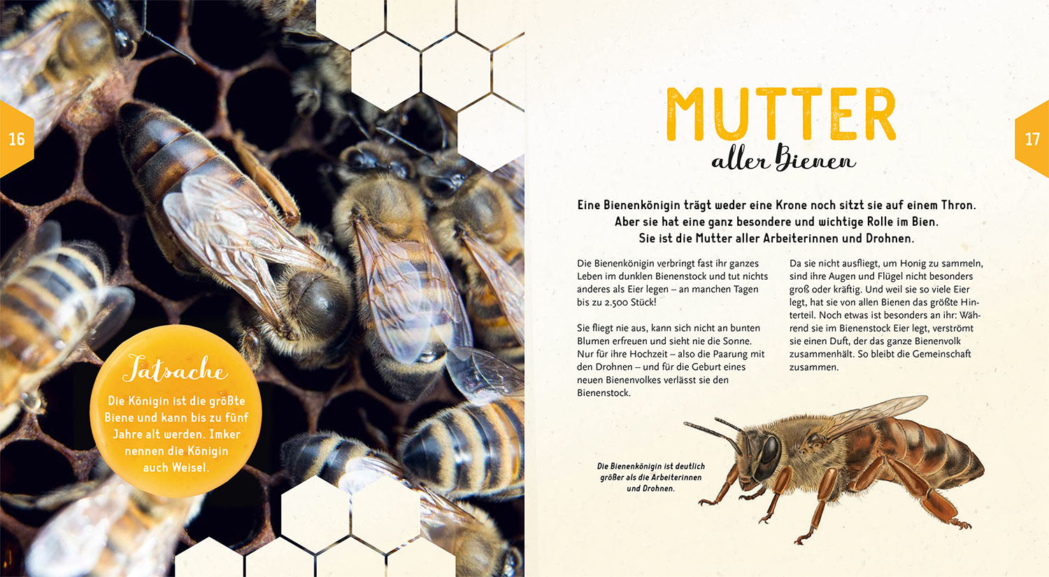 Ein Jahr mit den Bienen