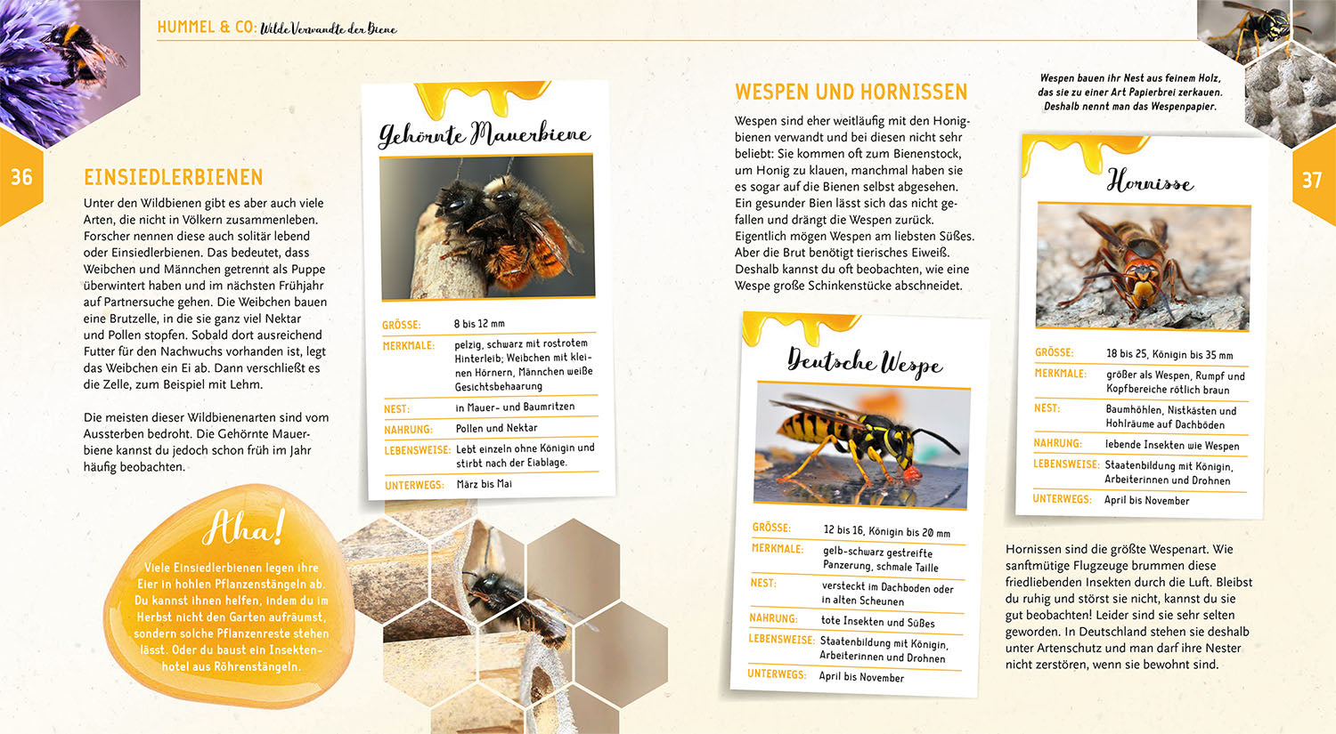 Ein Jahr mit den Bienen